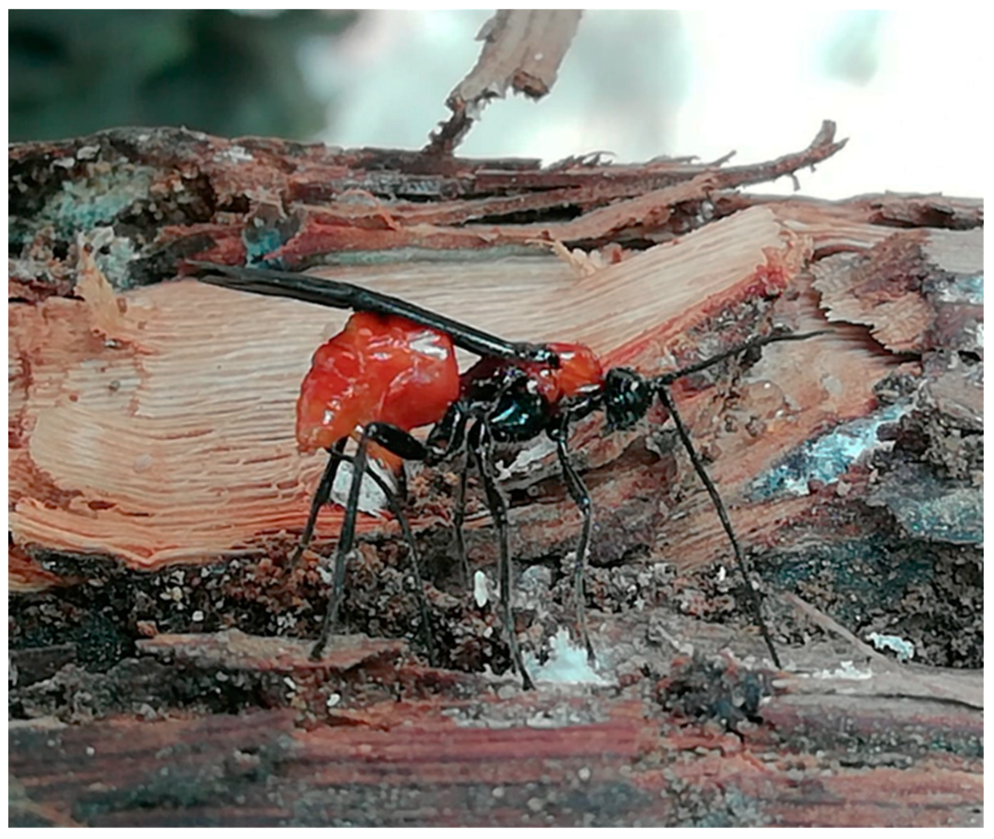 Insects 12 00239 g007