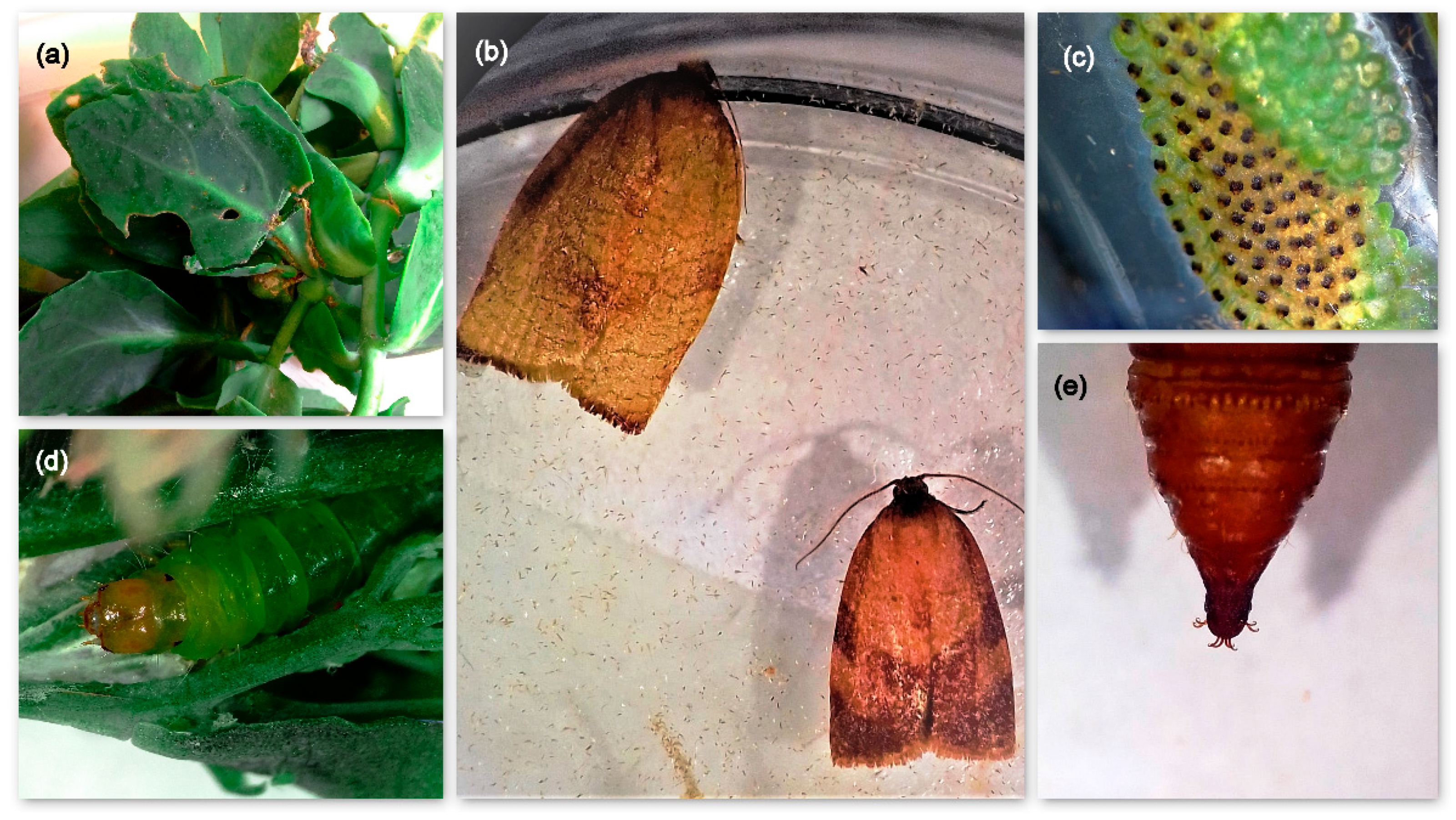 Insects 12 00245 g001