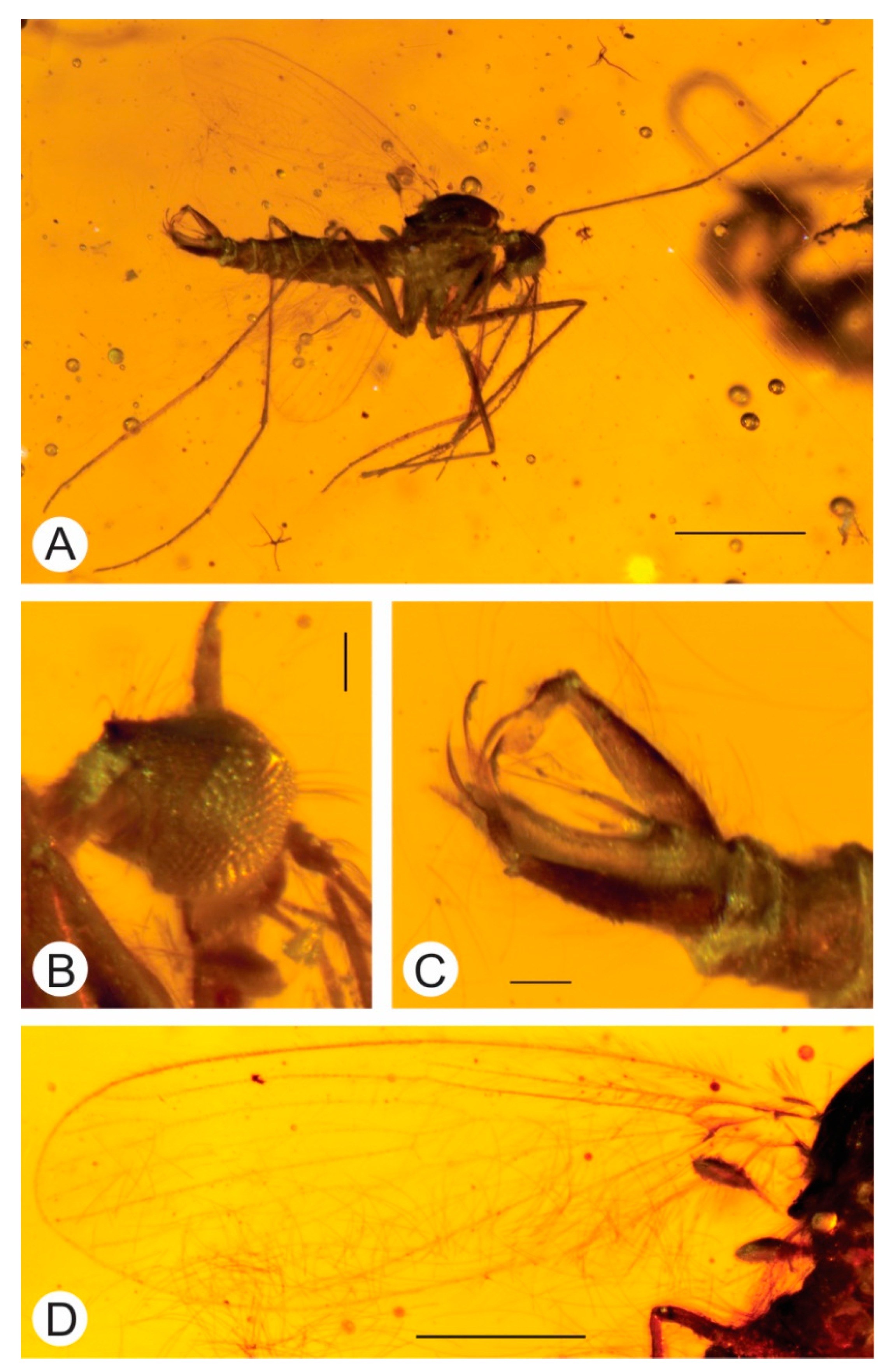 Insects 12 00247 g002