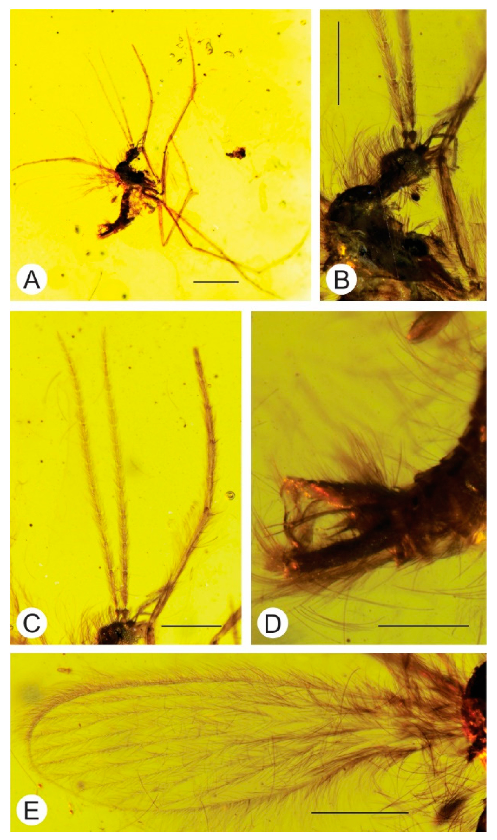 Insects 12 00247 g003