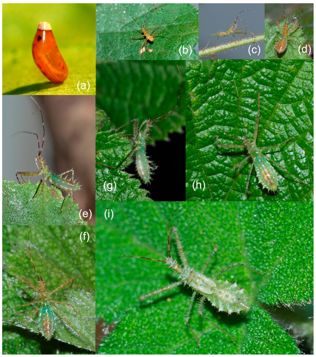 Insects 12 00251 g005