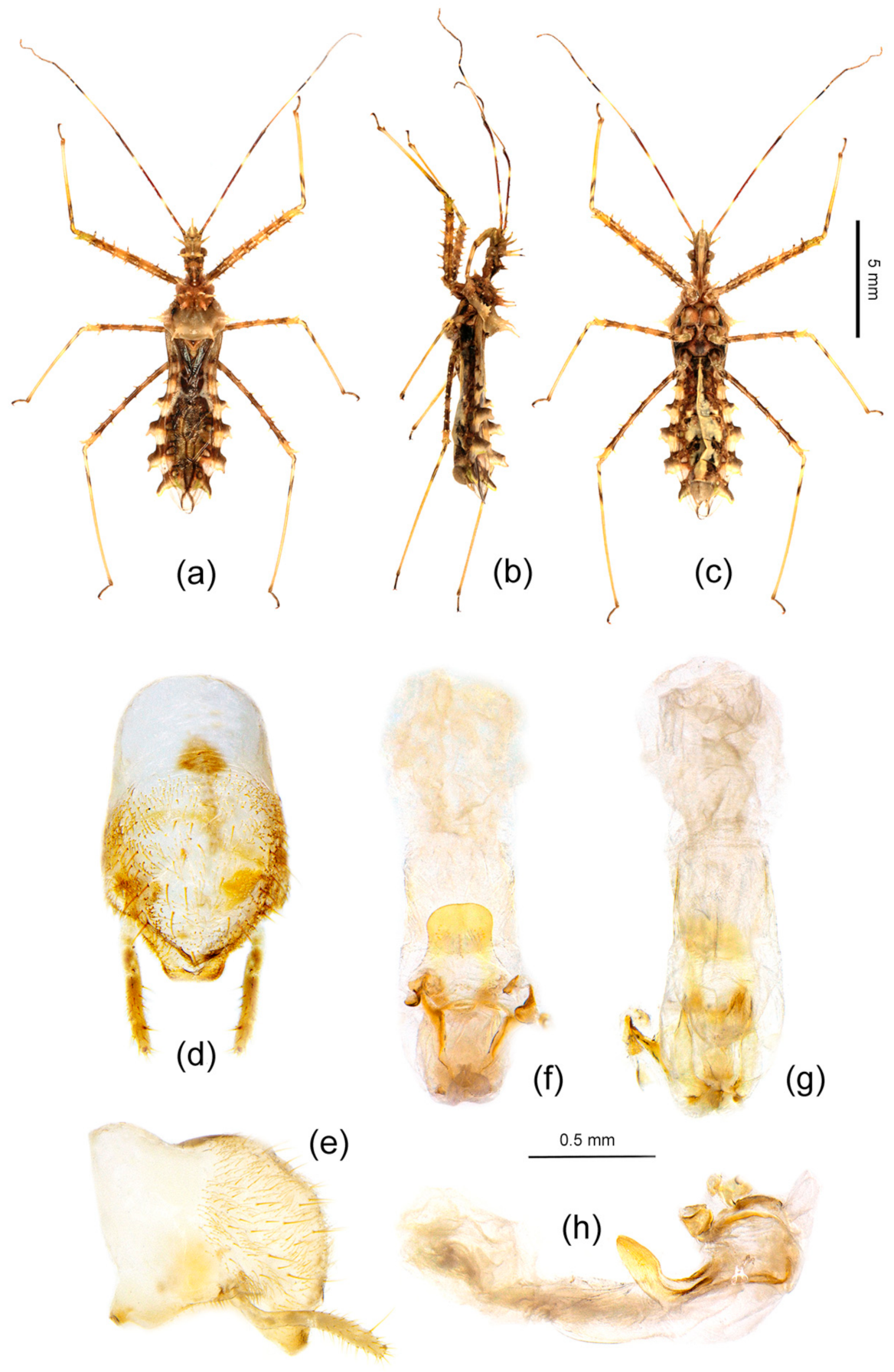 Insects 12 00251 g010