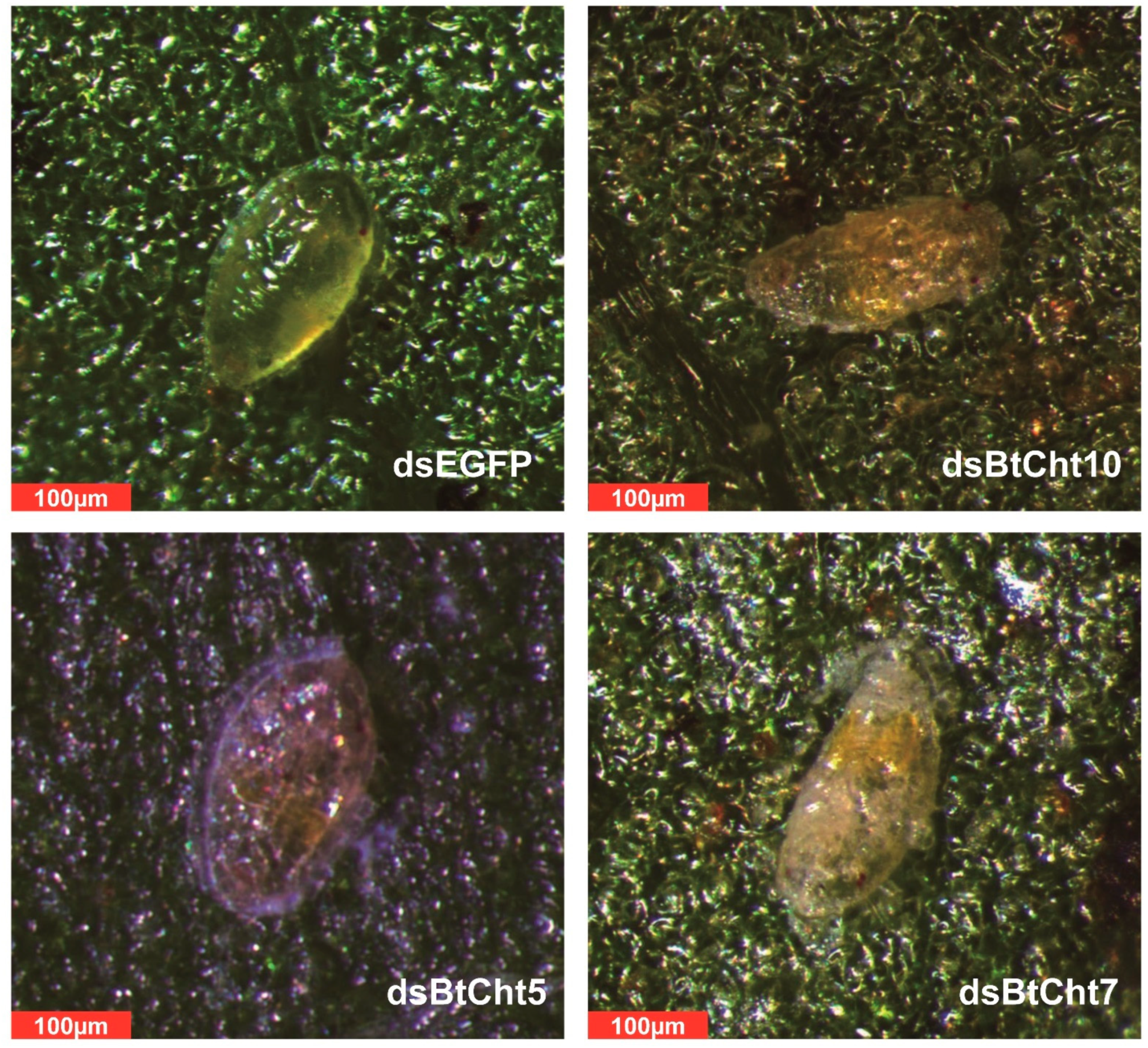 Insects 12 00254 g007