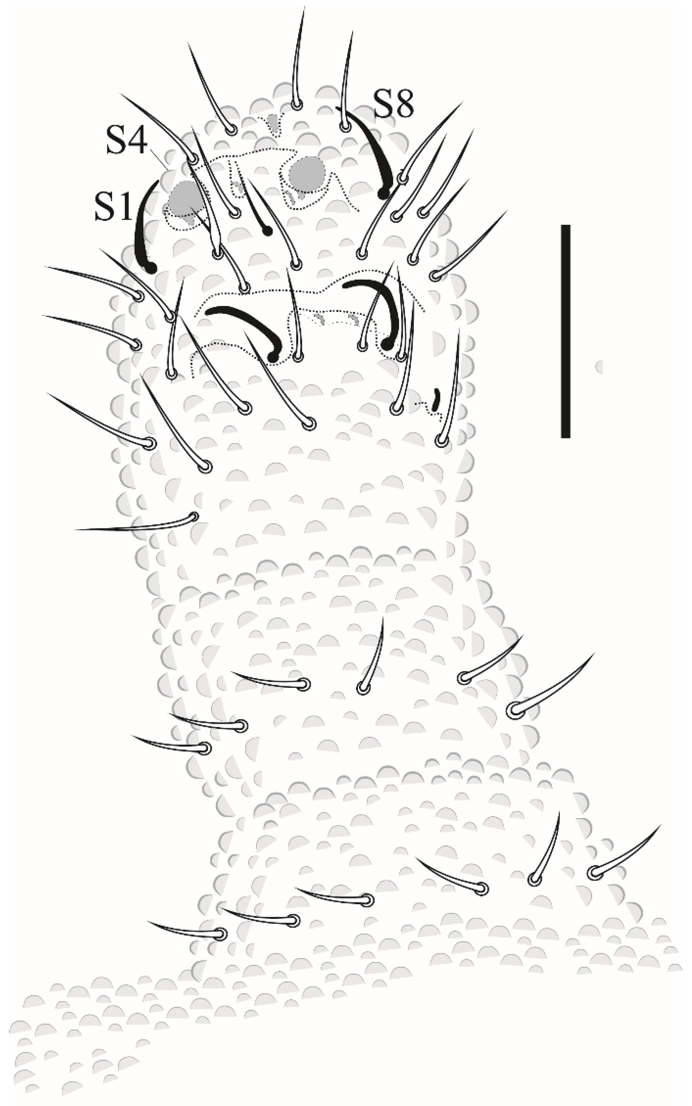 Insects 12 00268 g019