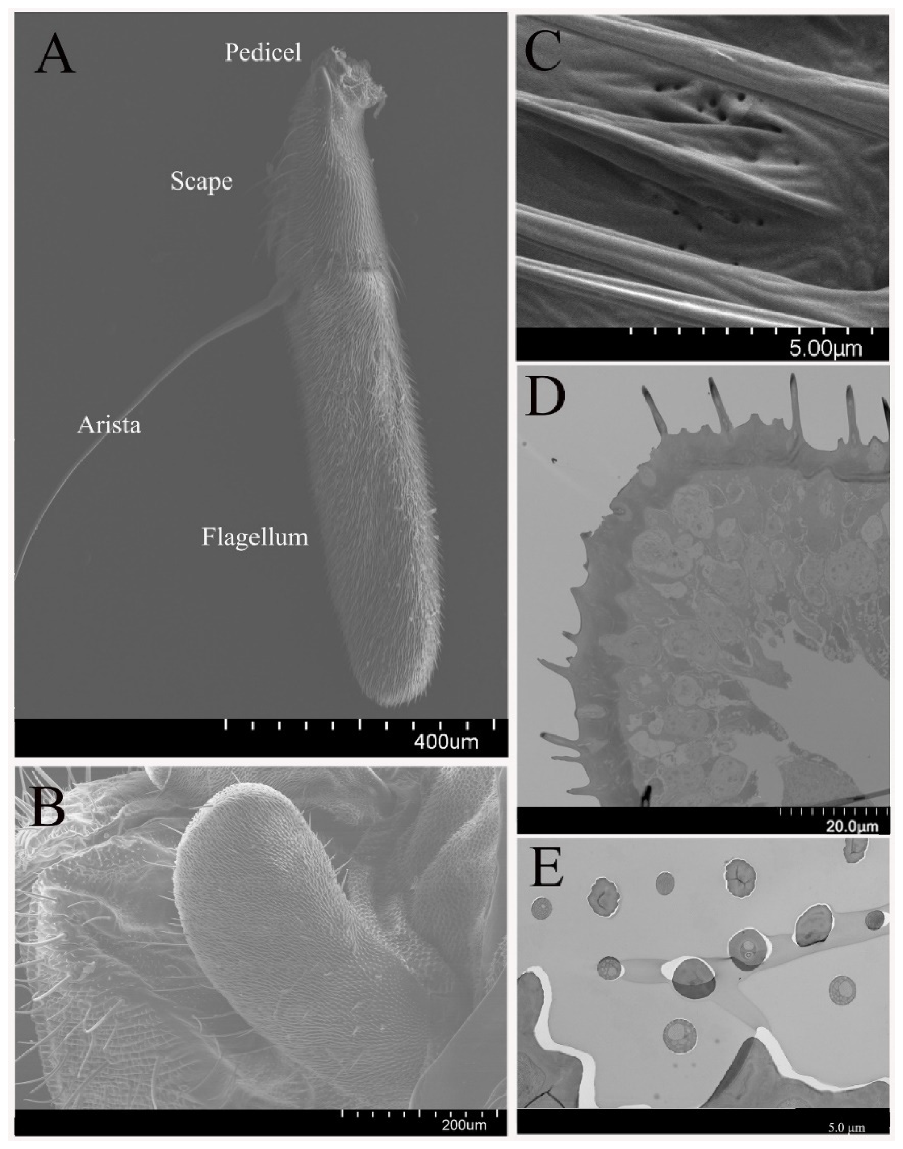 Insects 12 00289 g001