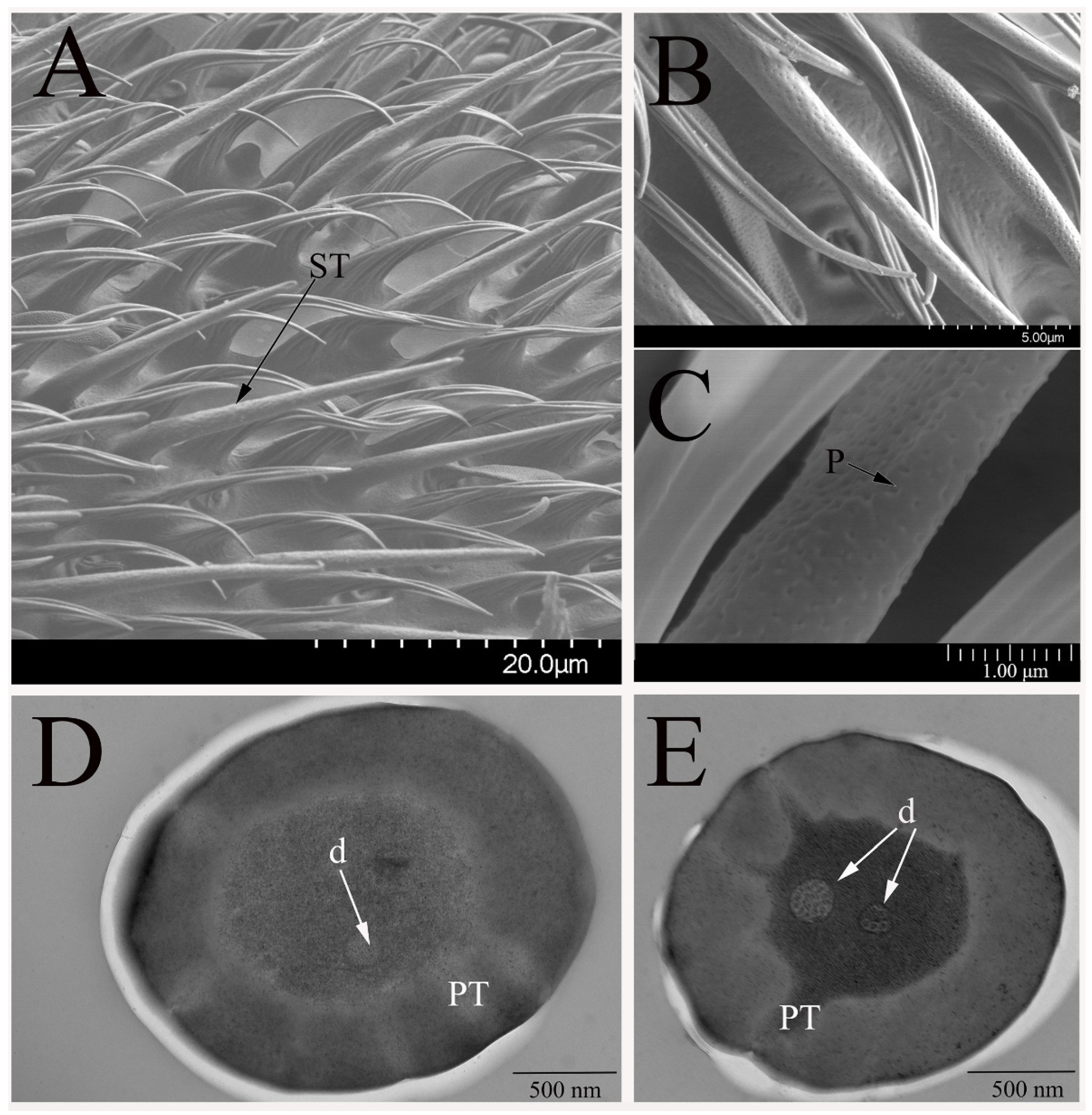 Insects 12 00289 g002