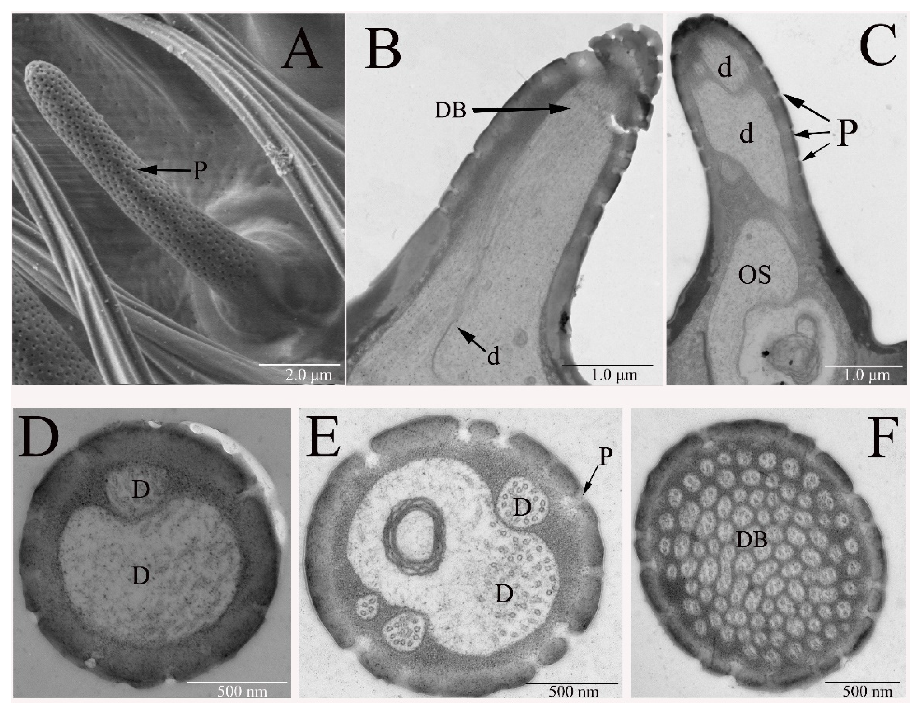Insects 12 00289 g003