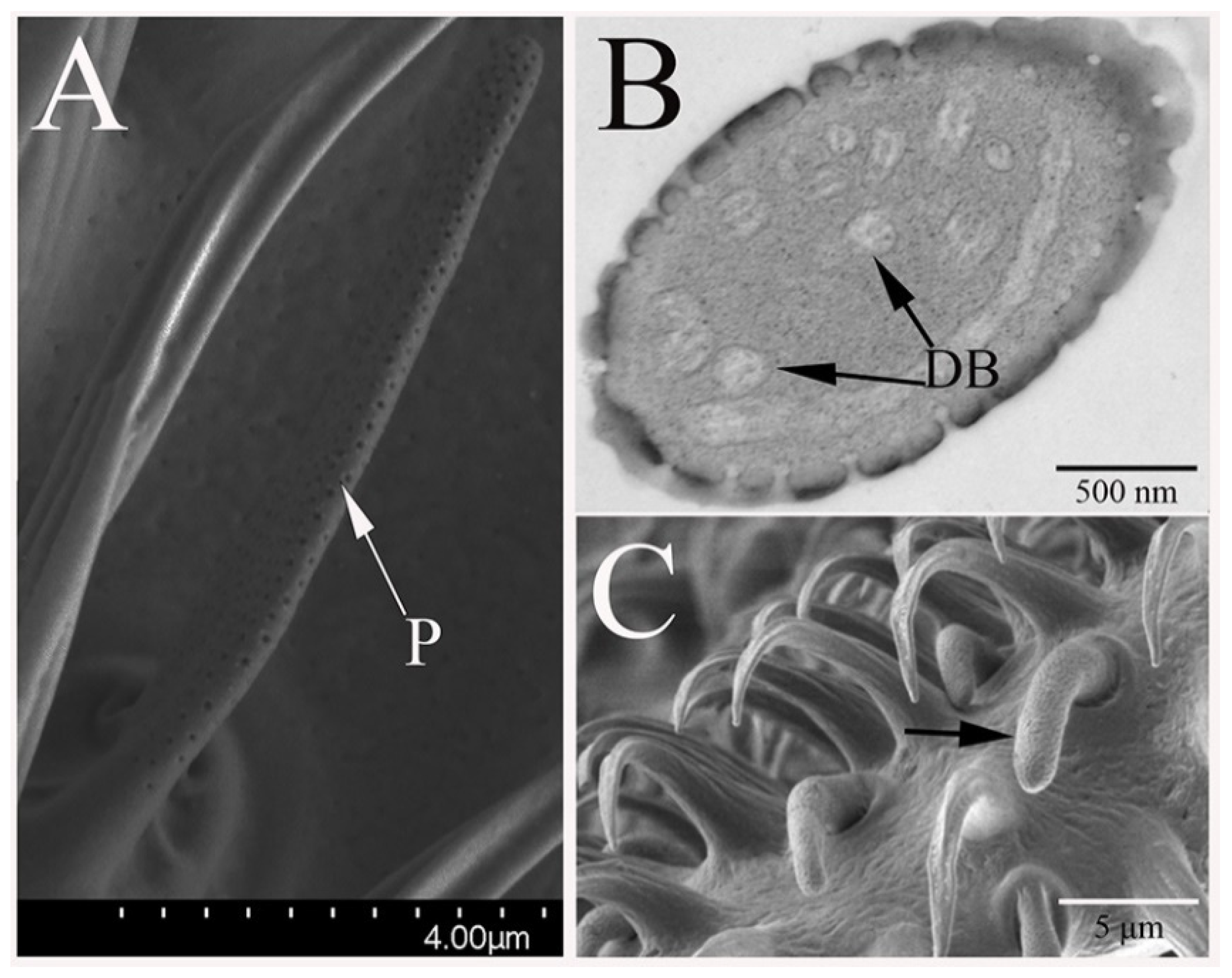 Insects 12 00289 g004