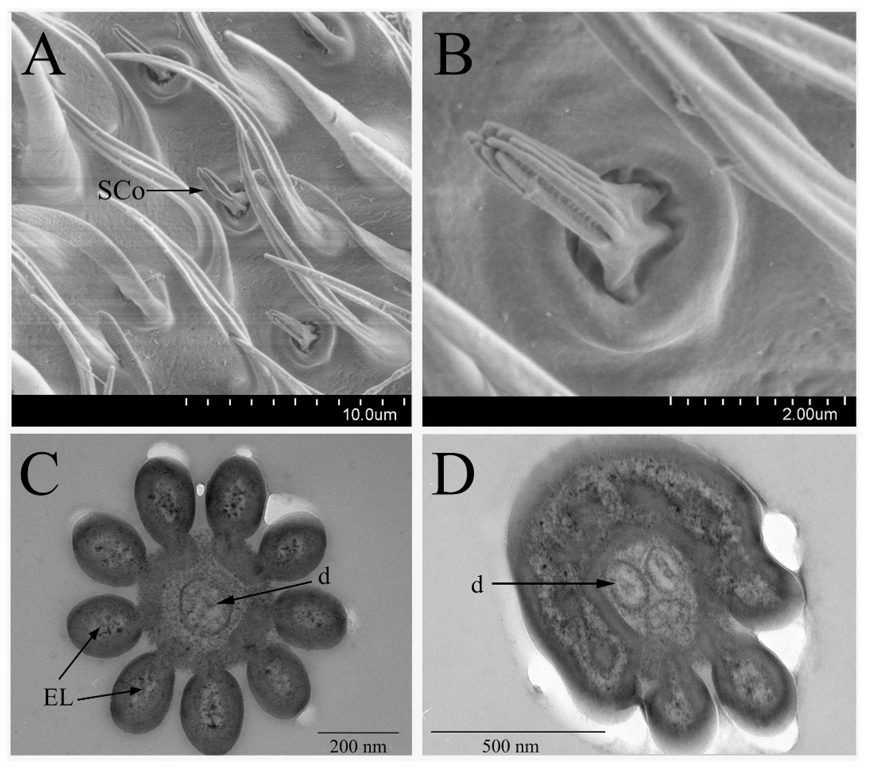 Insects 12 00289 g005