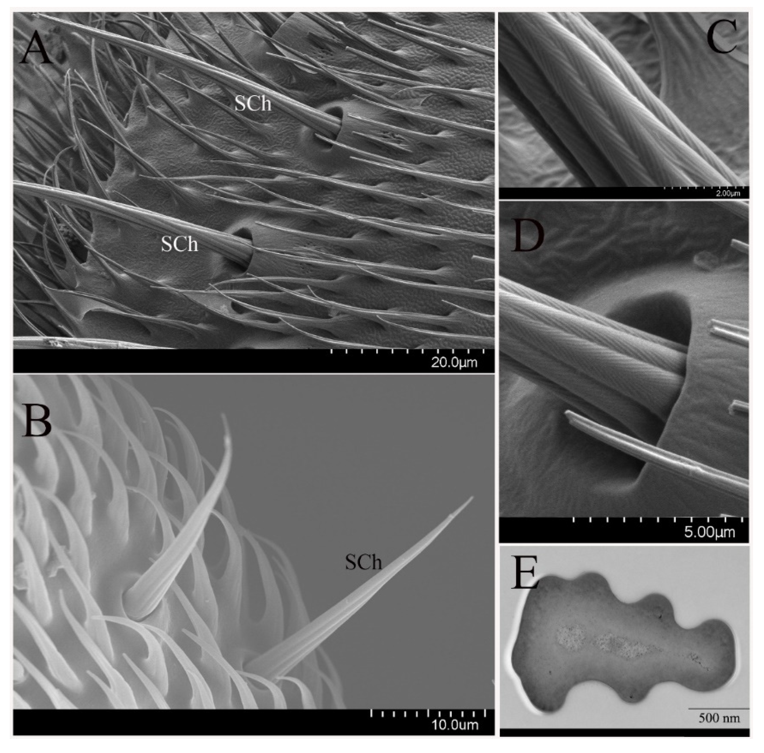 Insects 12 00289 g006