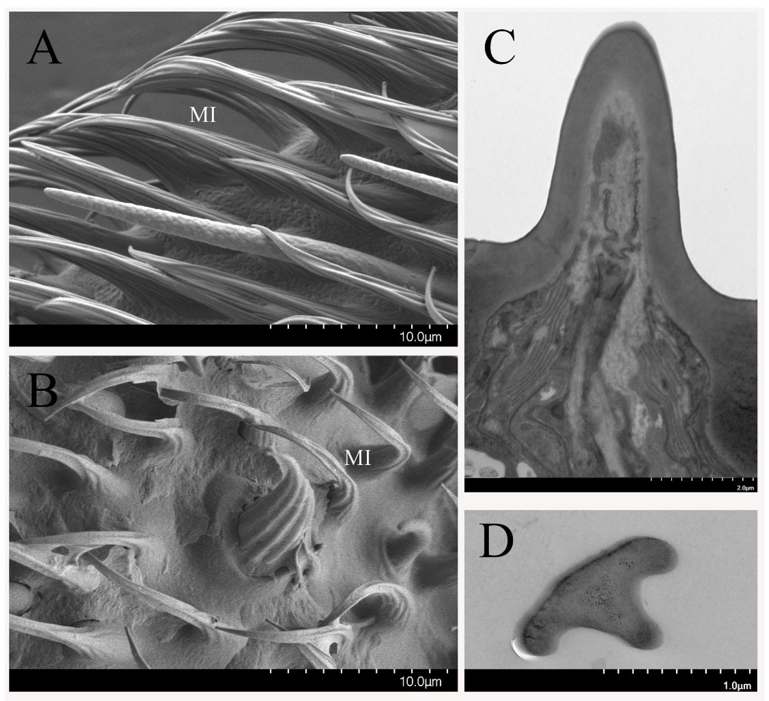 Insects 12 00289 g007