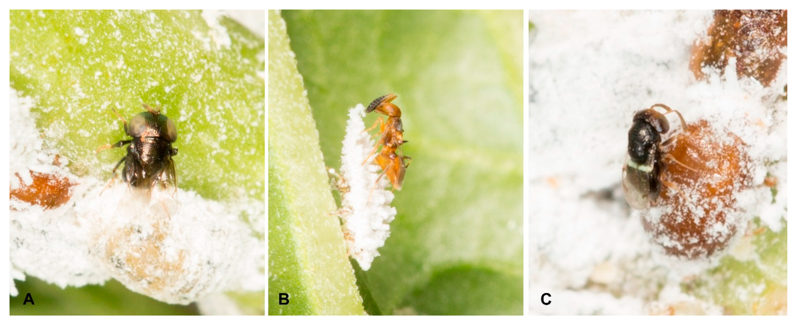 Insects 12 00290 g001