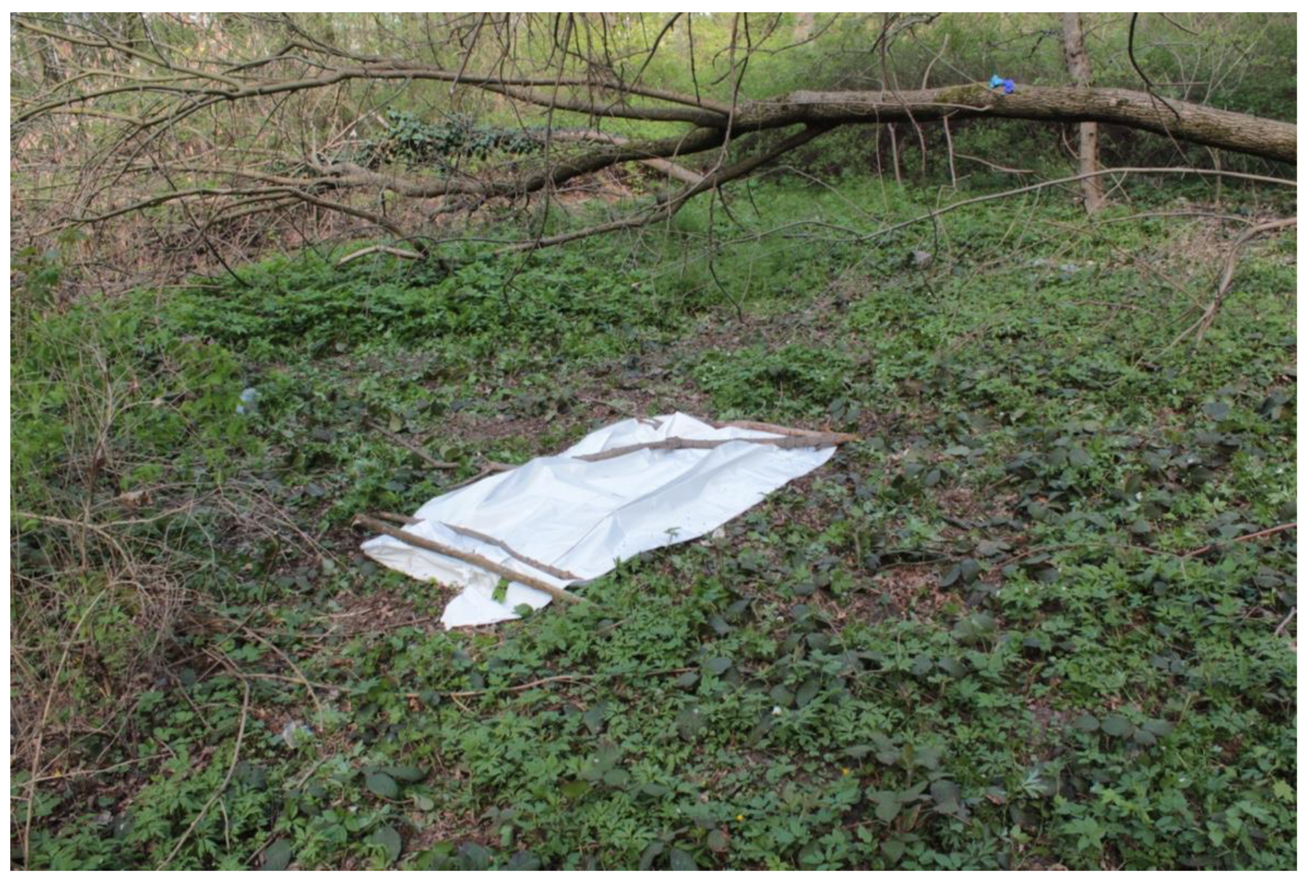 Insects 12 00302 g001