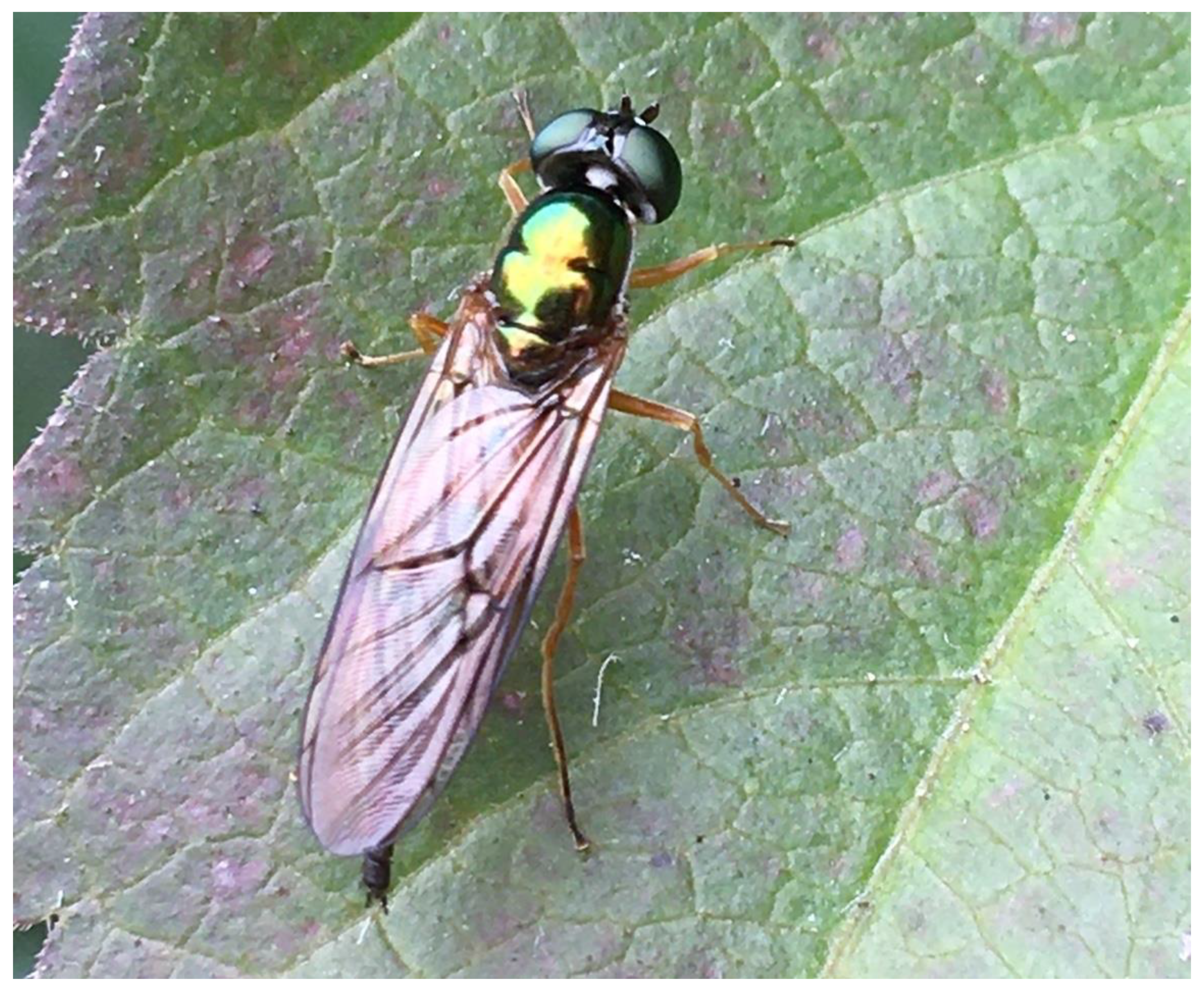 Insects 12 00302 g002