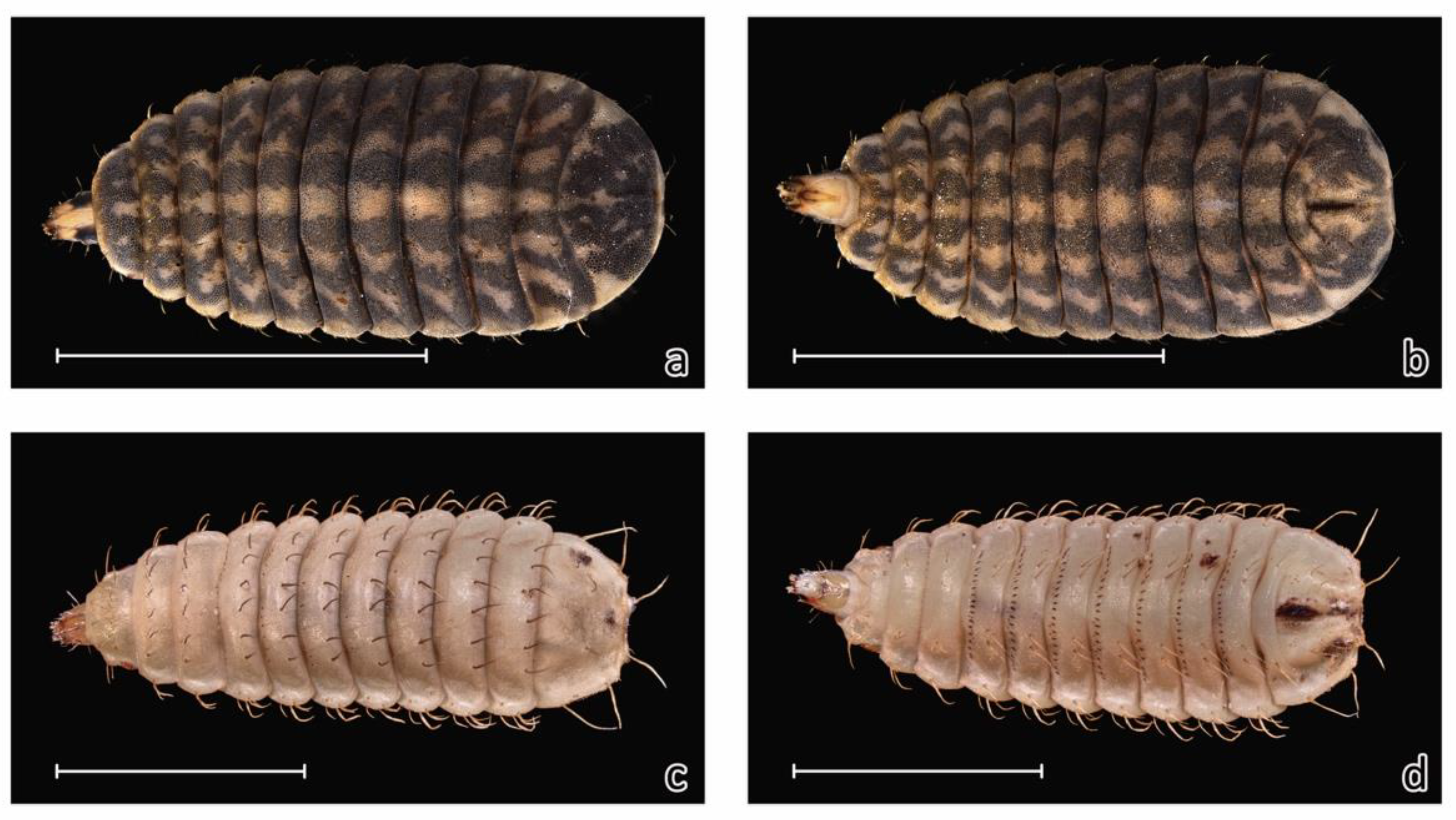 Insects 12 00302 g004