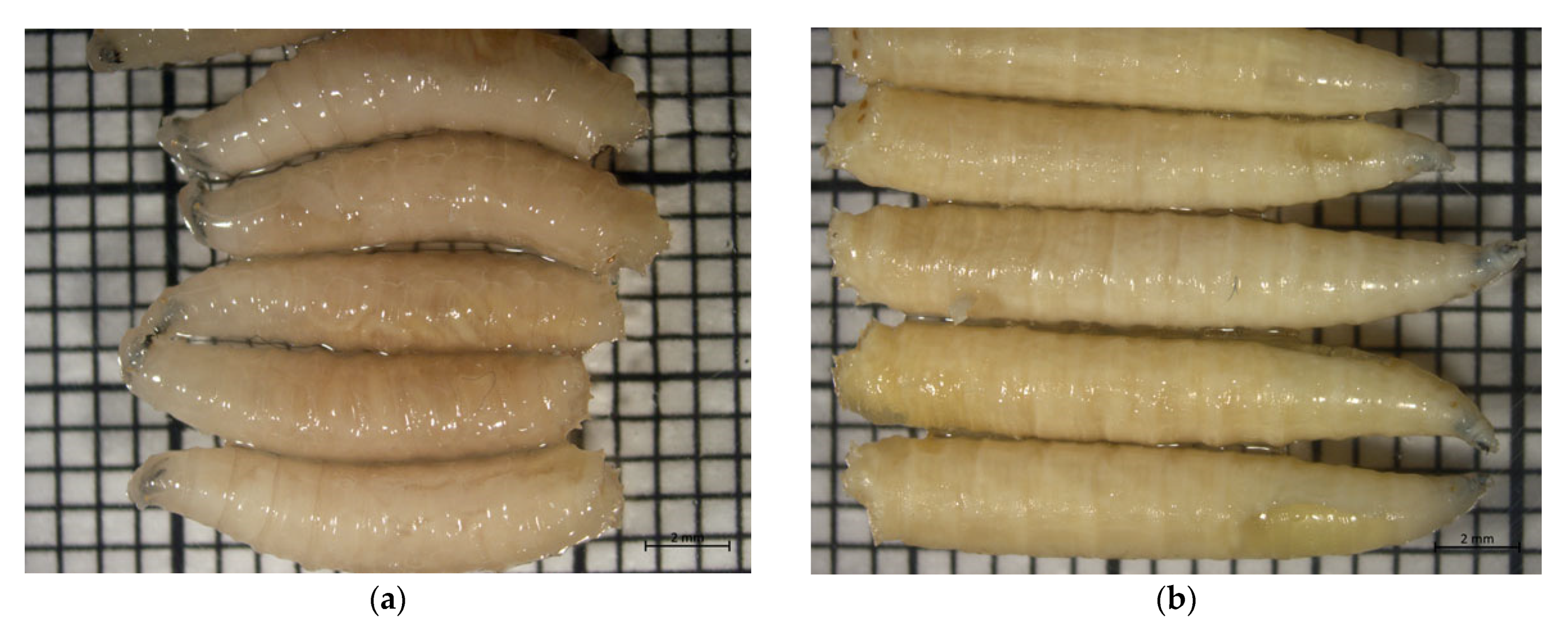 Insects 12 00312 g001