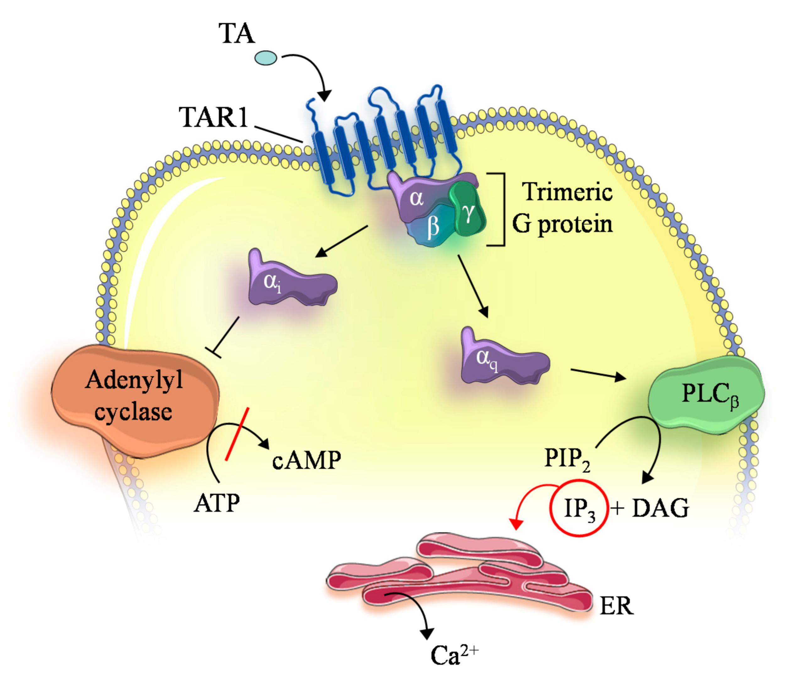 Insects 12 00315 g001