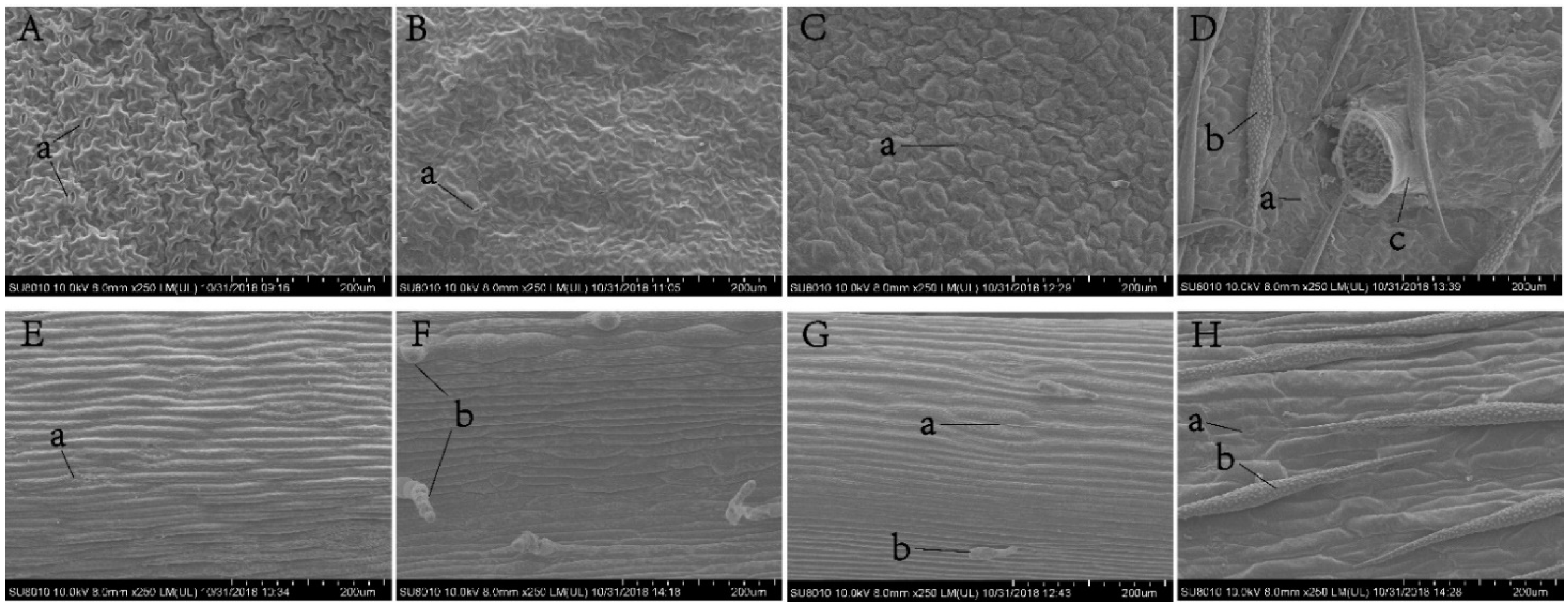 Insects 12 00326 g004