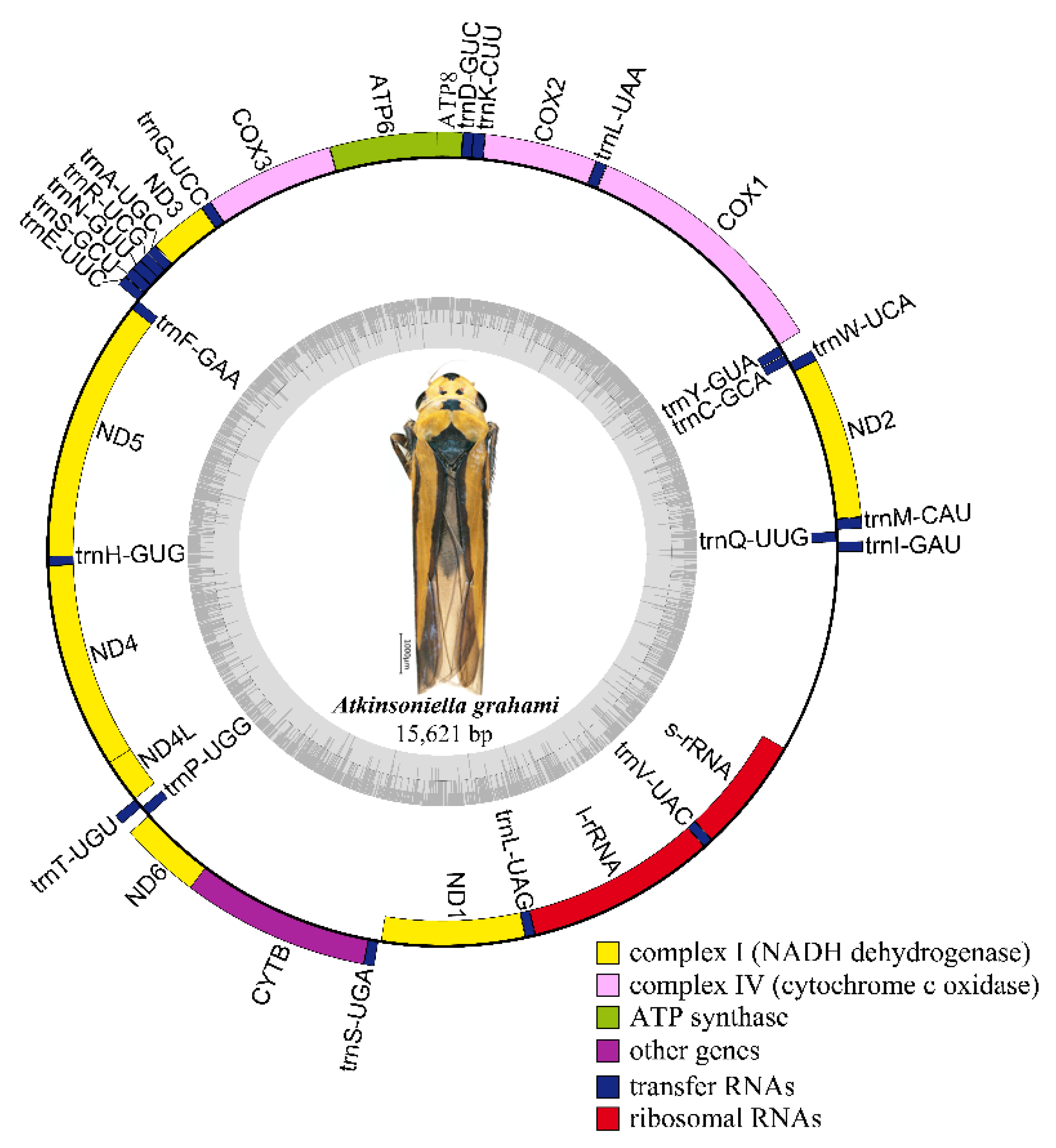 Insects 12 00338 g001