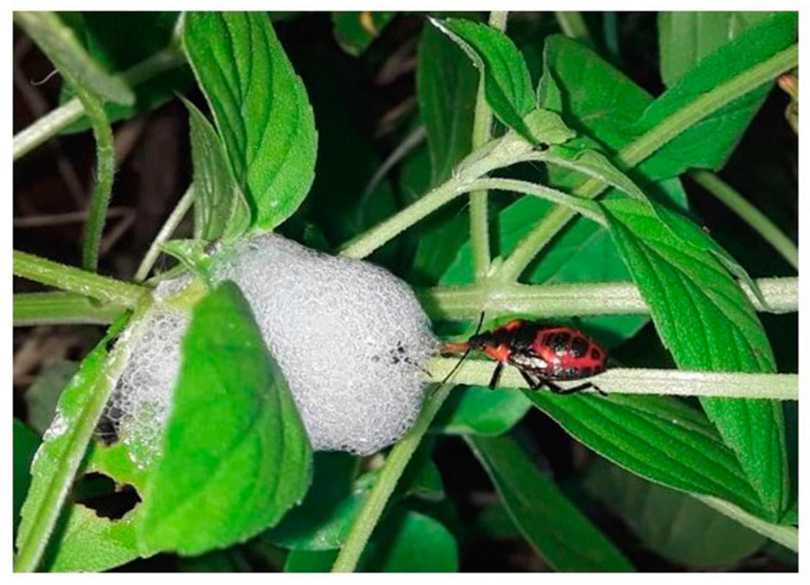 Insects 12 00340 g006