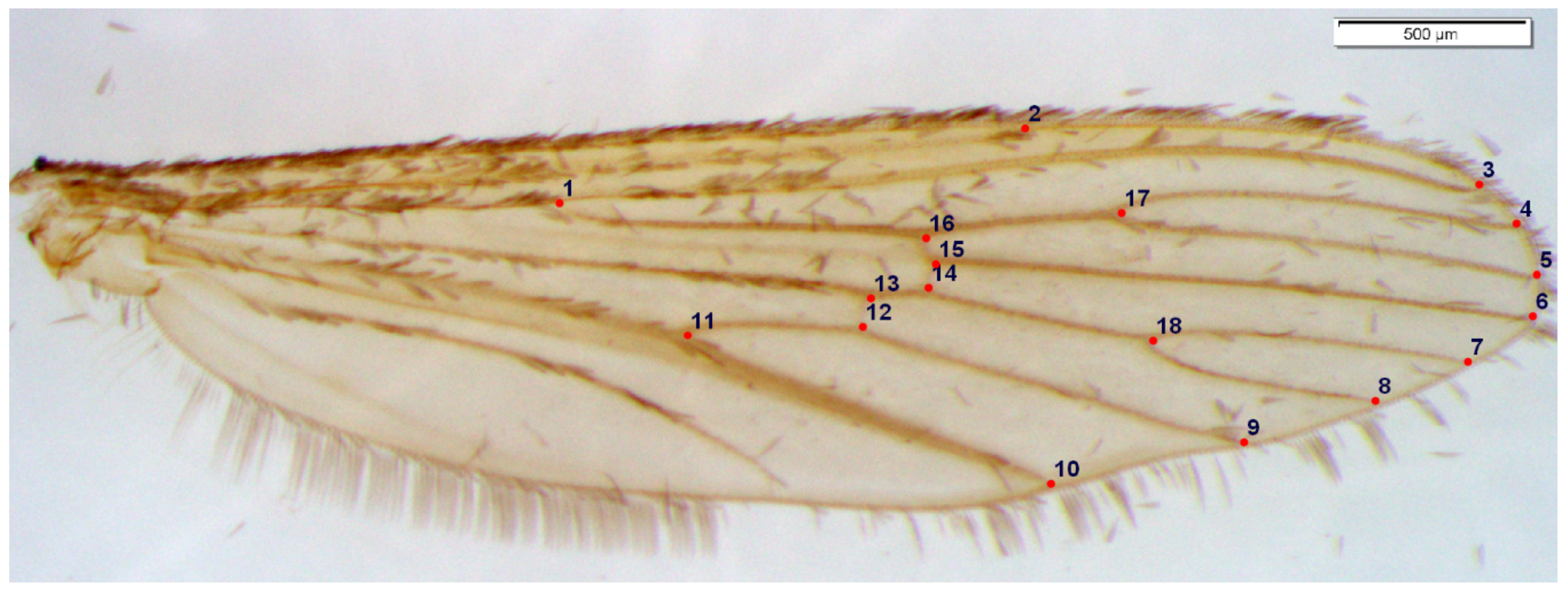 Insects 12 00341 g002