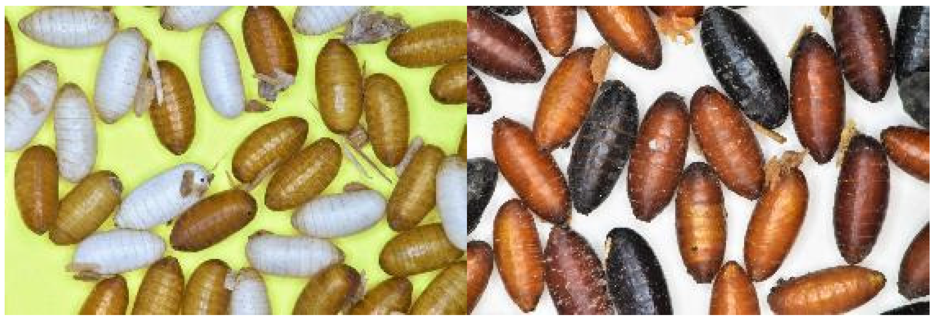 Insects 12 00346 g002 Insects 12 00346 g002