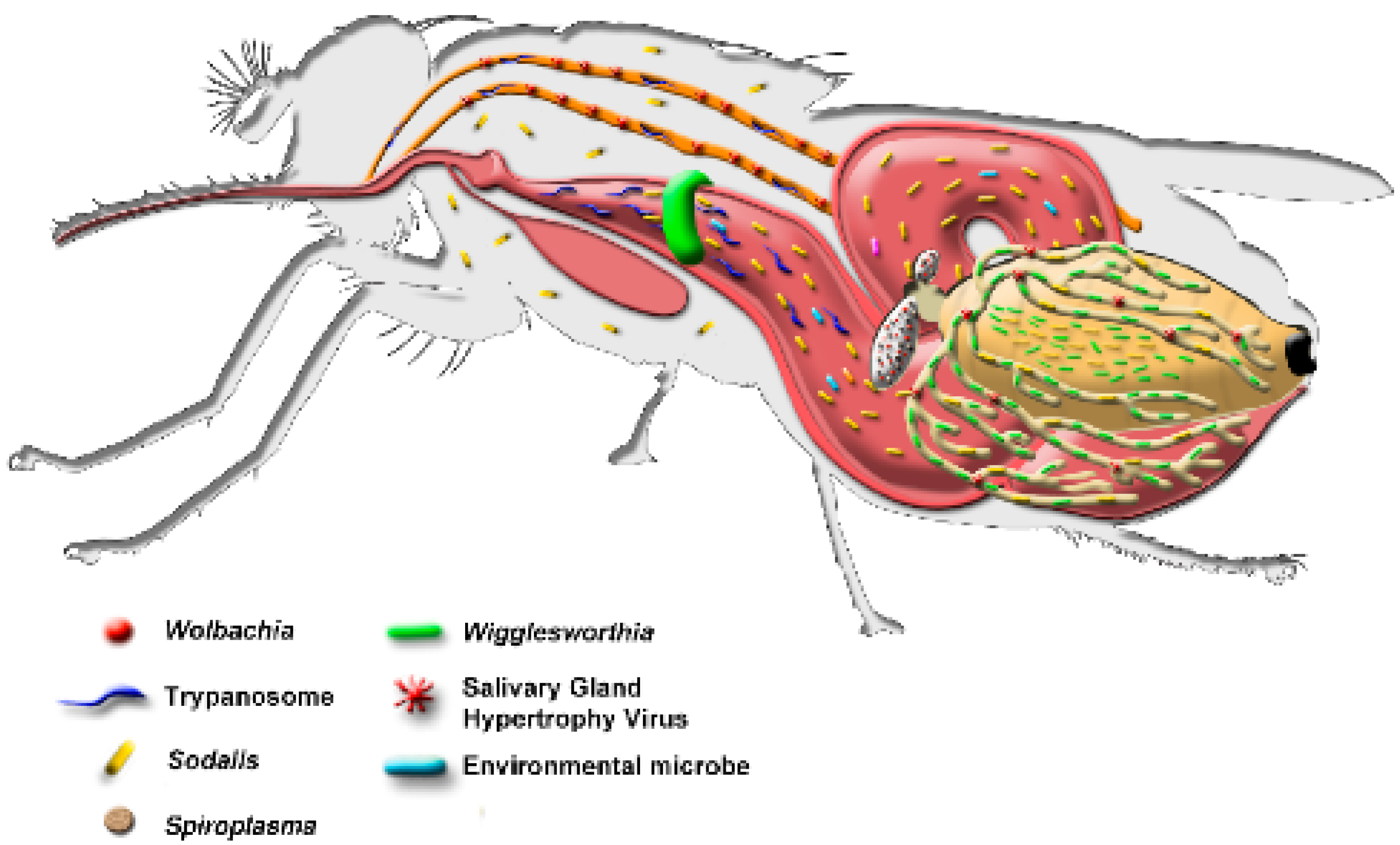 Insects 12 00346 g004 Insects 12 00346 g004
