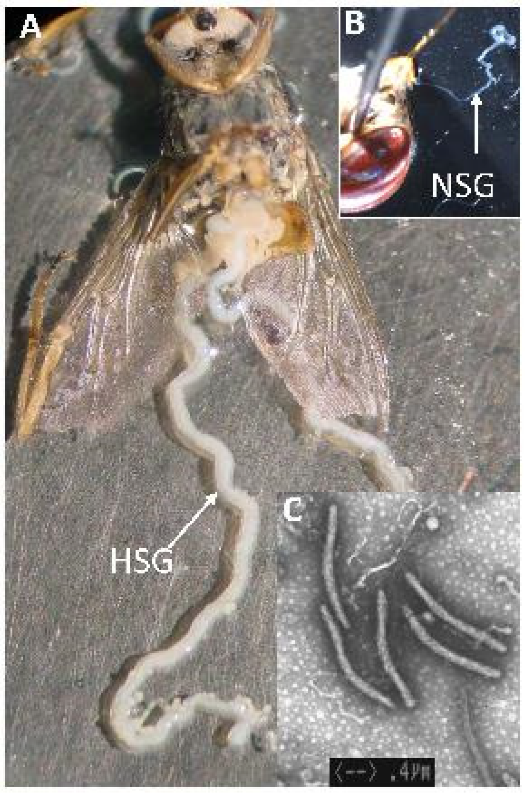 Insects 12 00346 g005 Insects 12 00346 g005