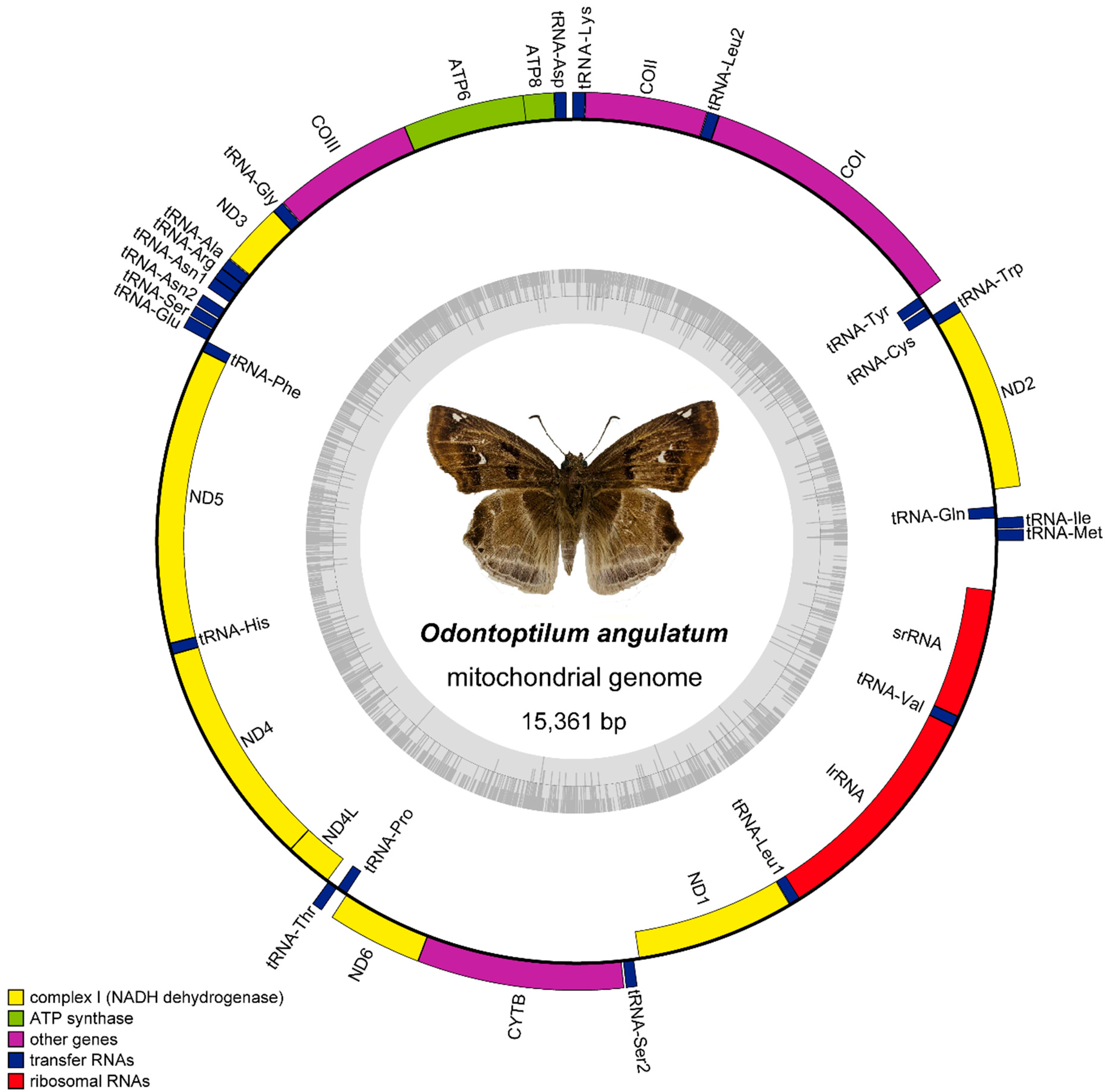 Insects 12 00348 g001
