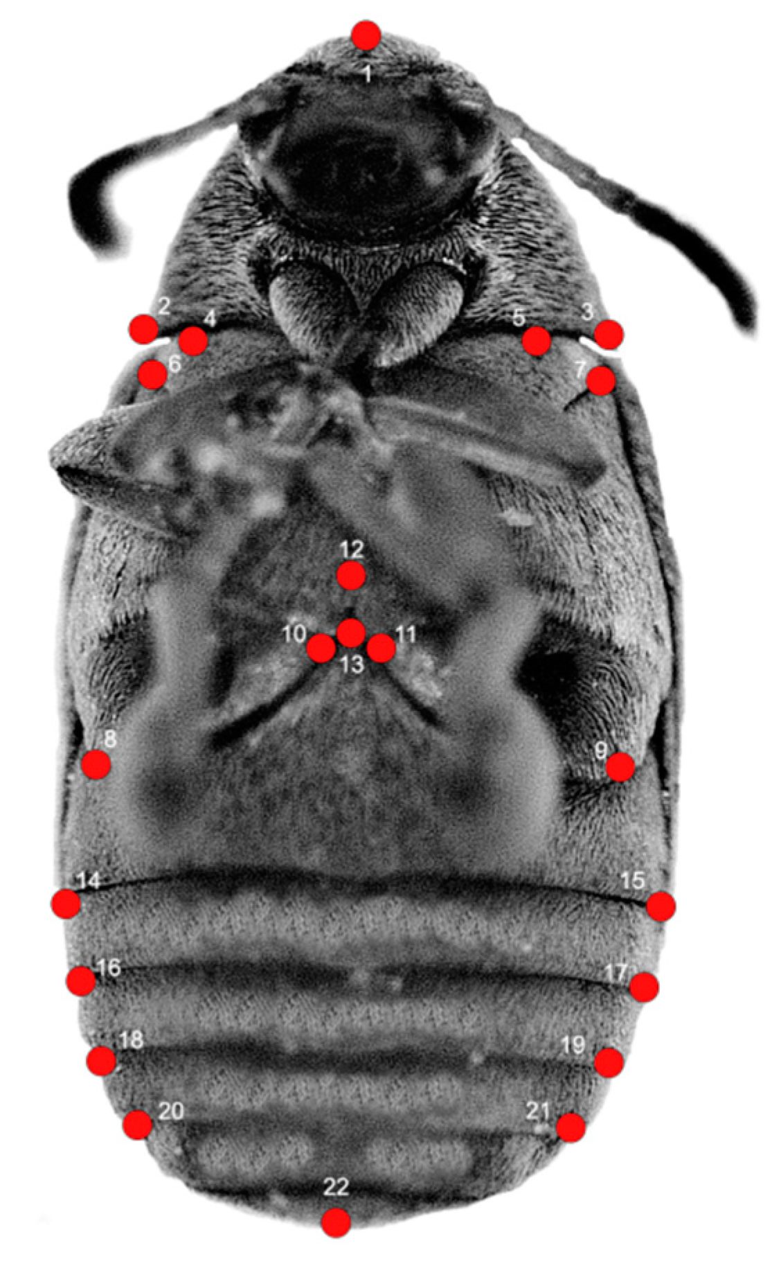 Insects 12 00350 g001