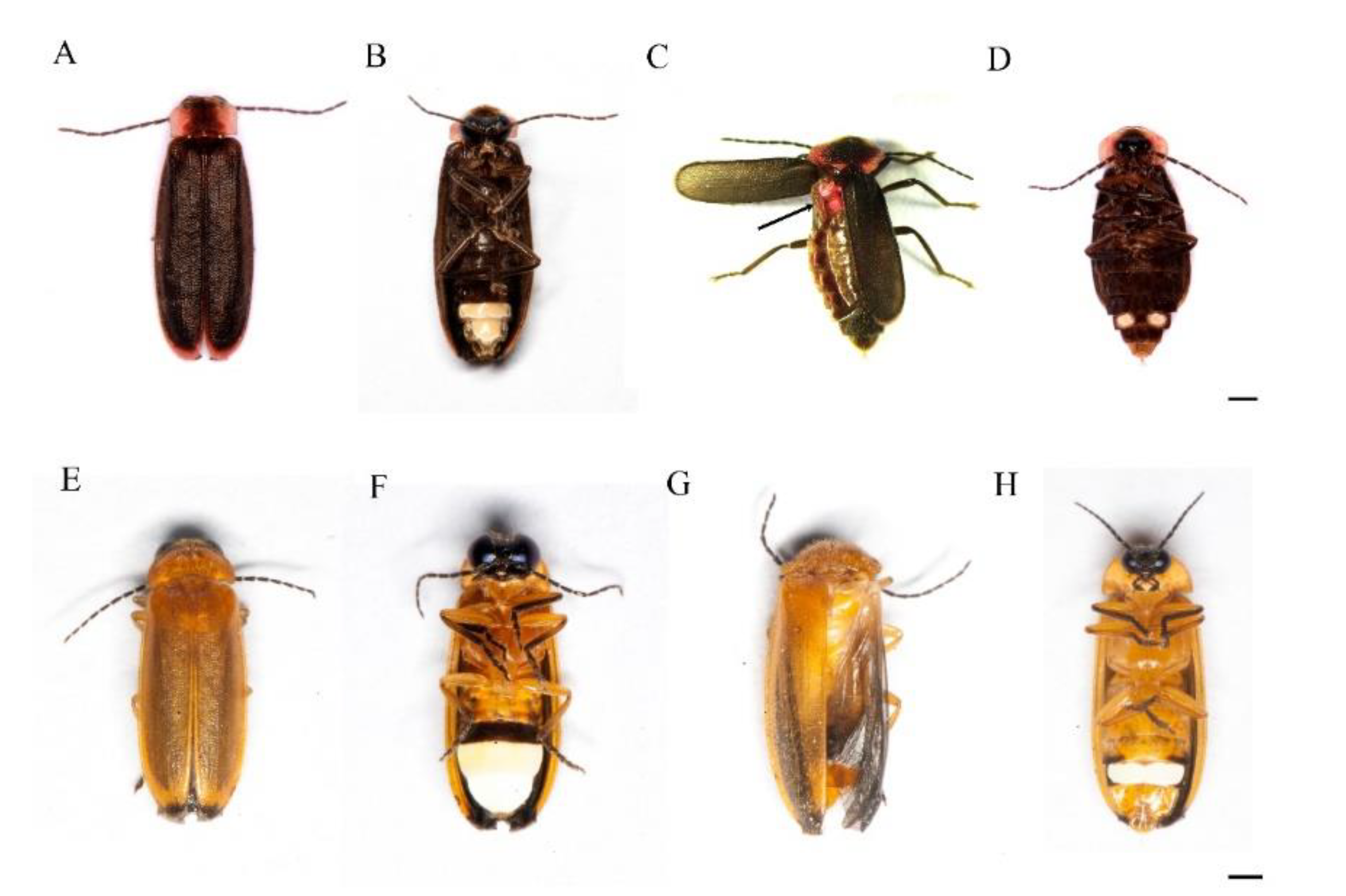 Insects 12 00365 g001