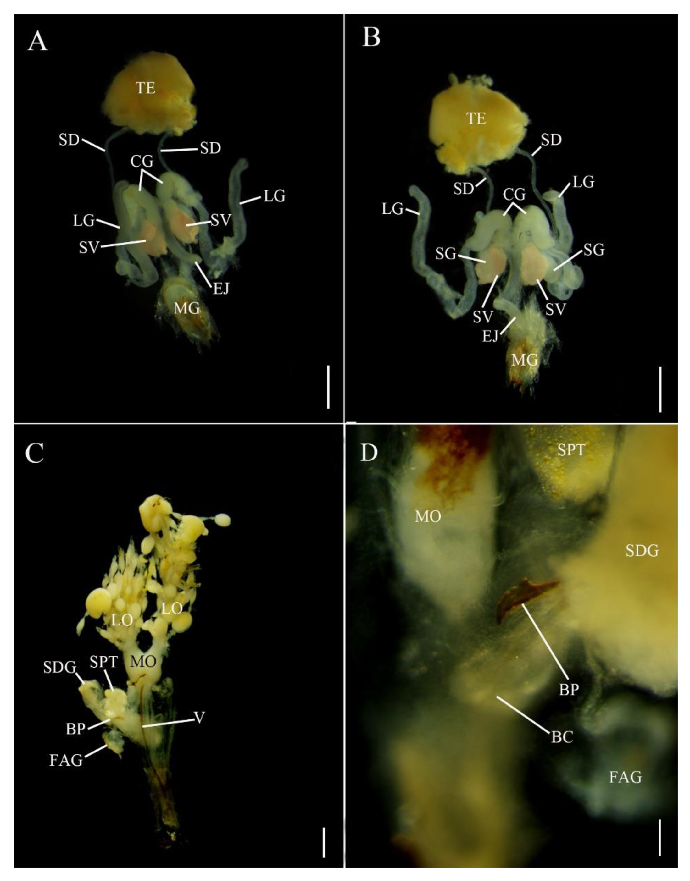 Insects 12 00365 g003