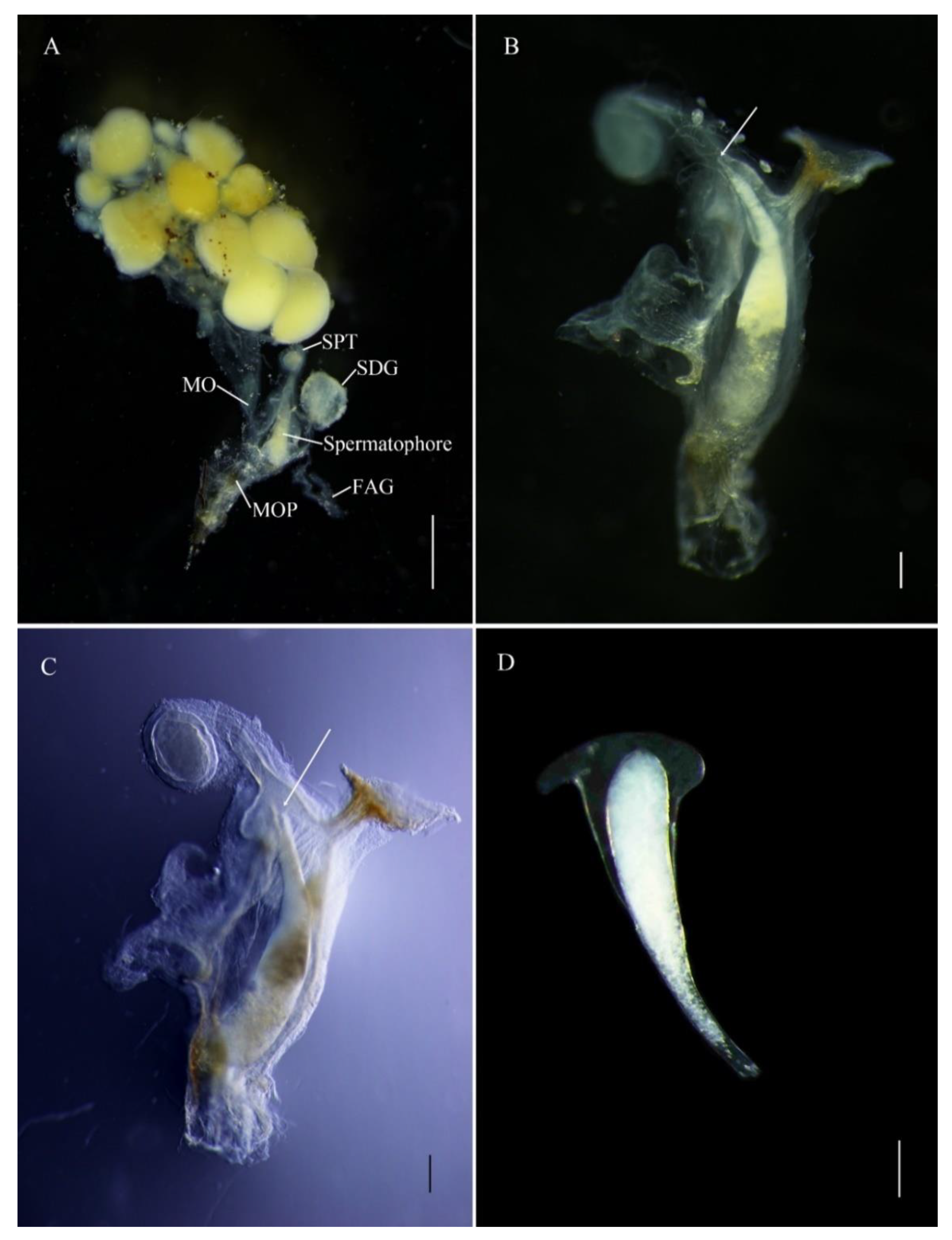 Insects 12 00365 g004