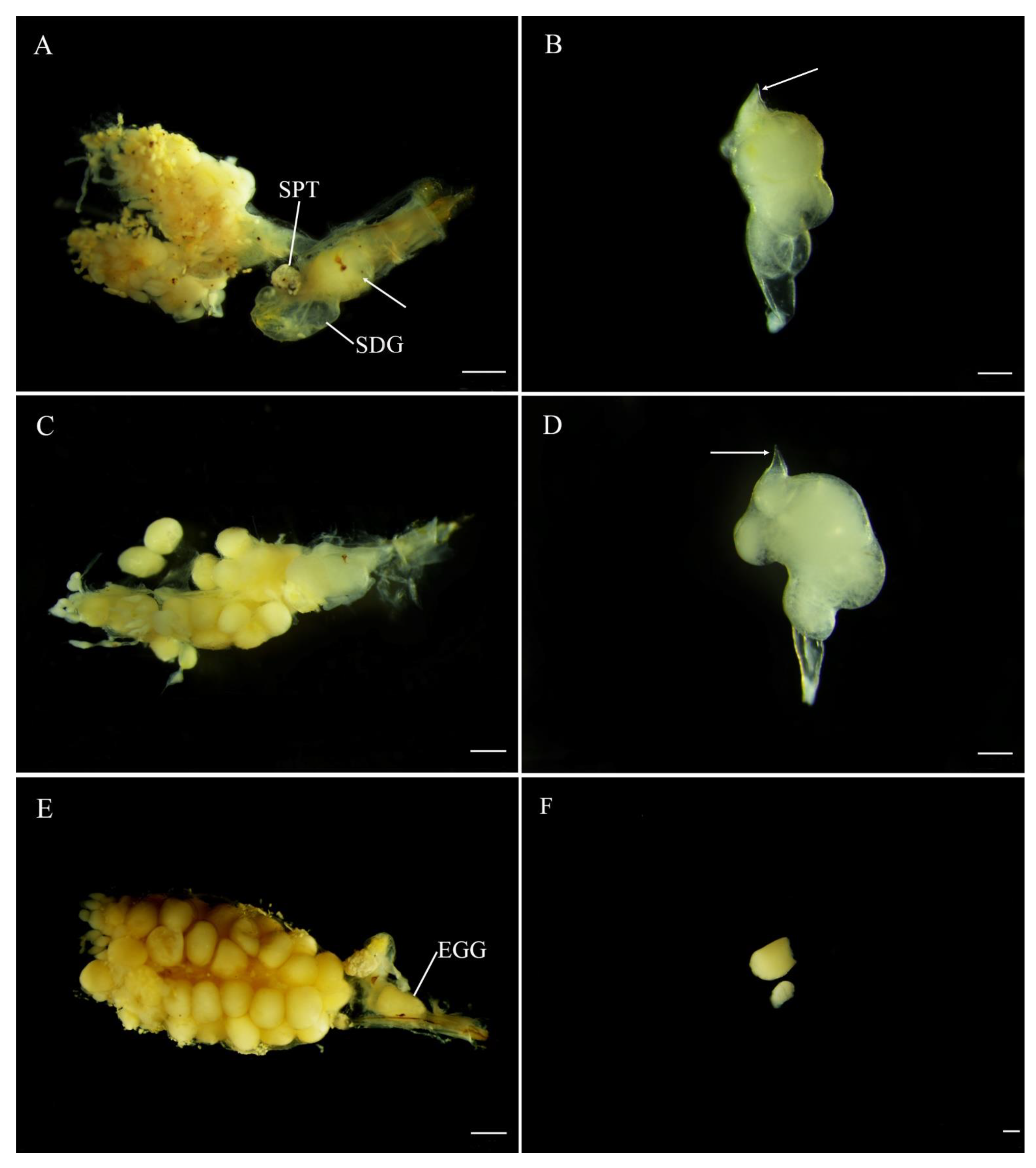Insects 12 00365 g006