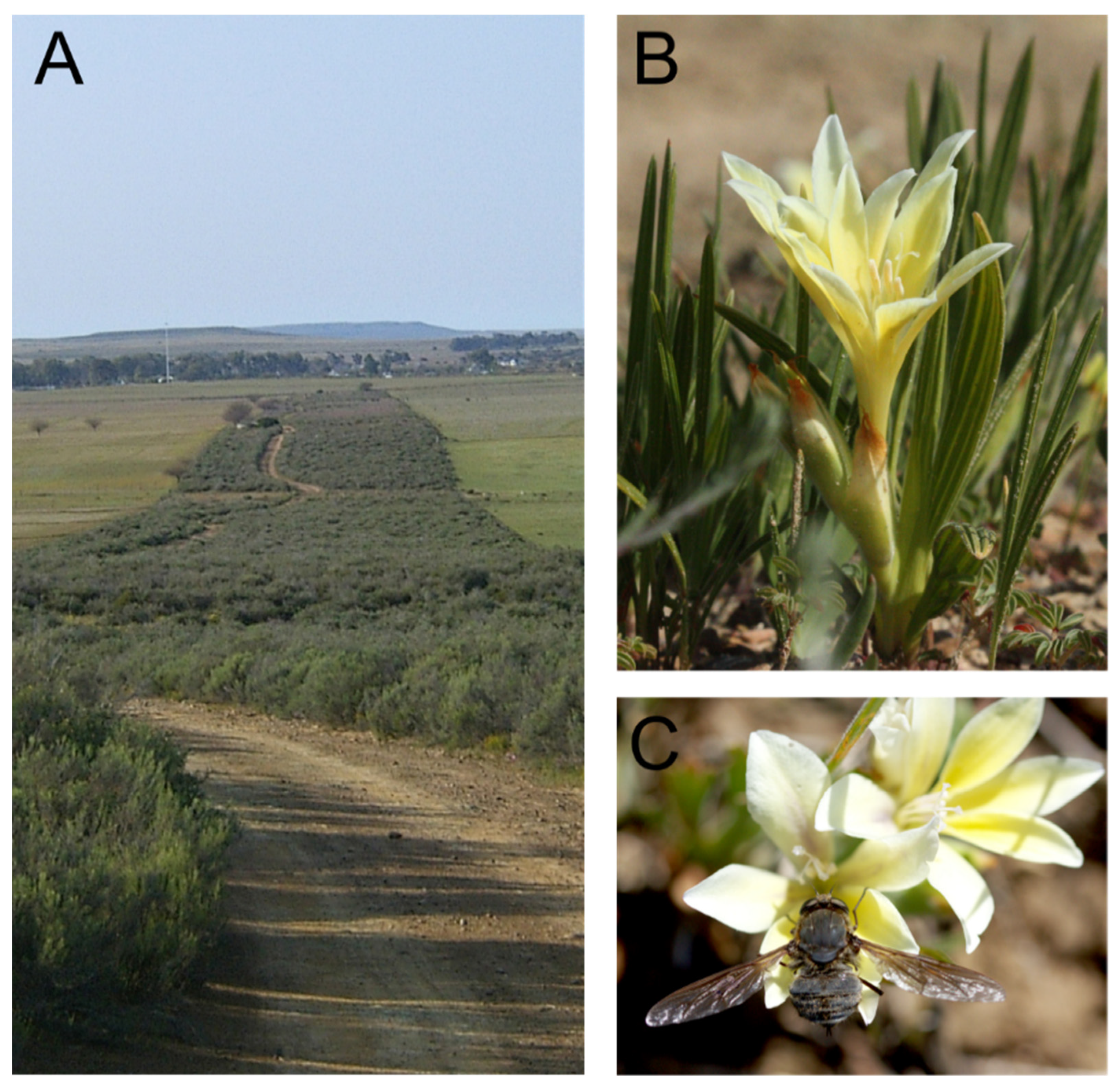 Insects 12 00371 g001