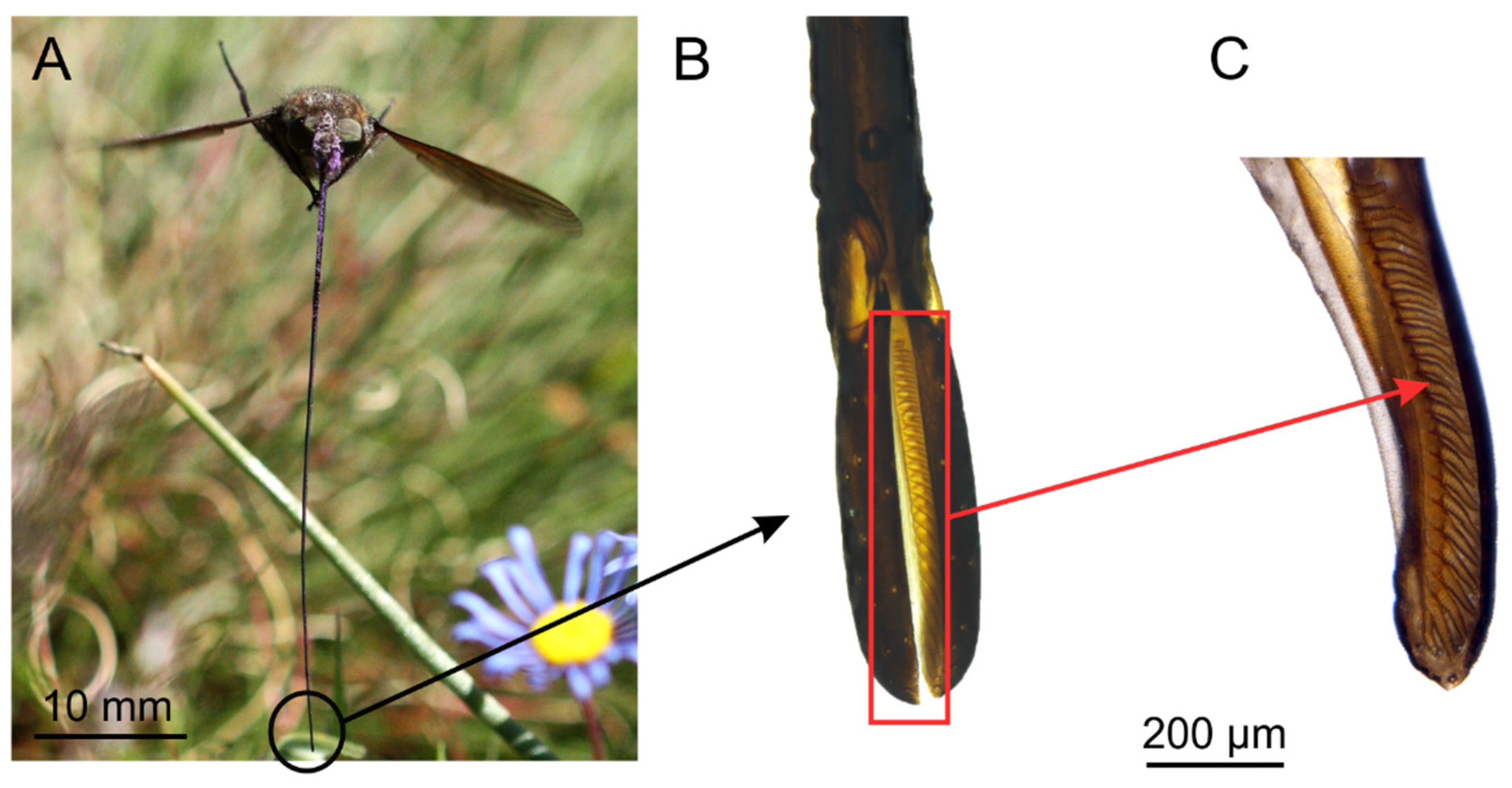Insects 12 00371 g002