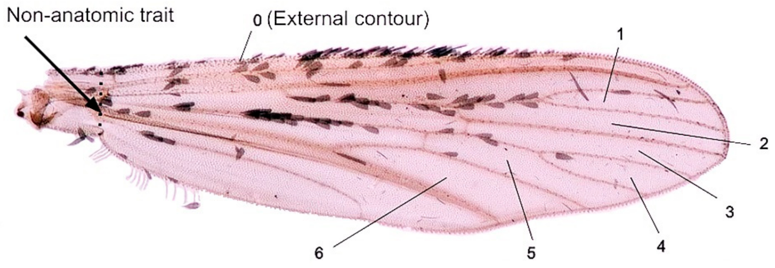 Insects 12 00376 g001 Insects 12 00376 g001