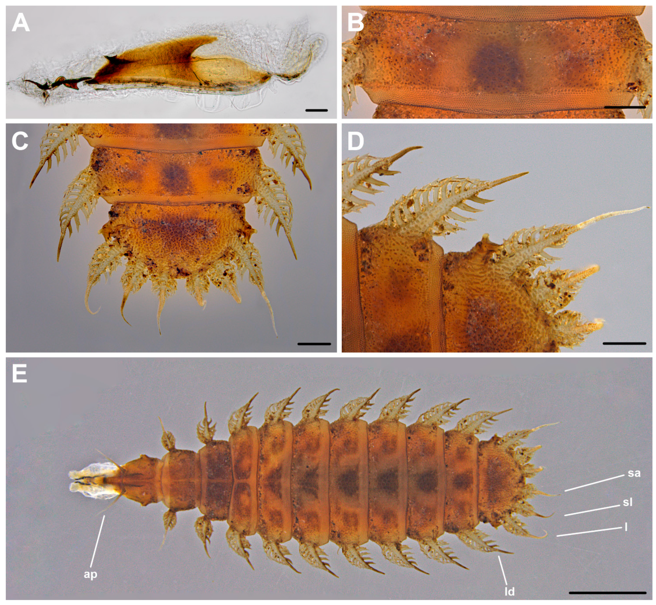 Insects 12 00381 g004