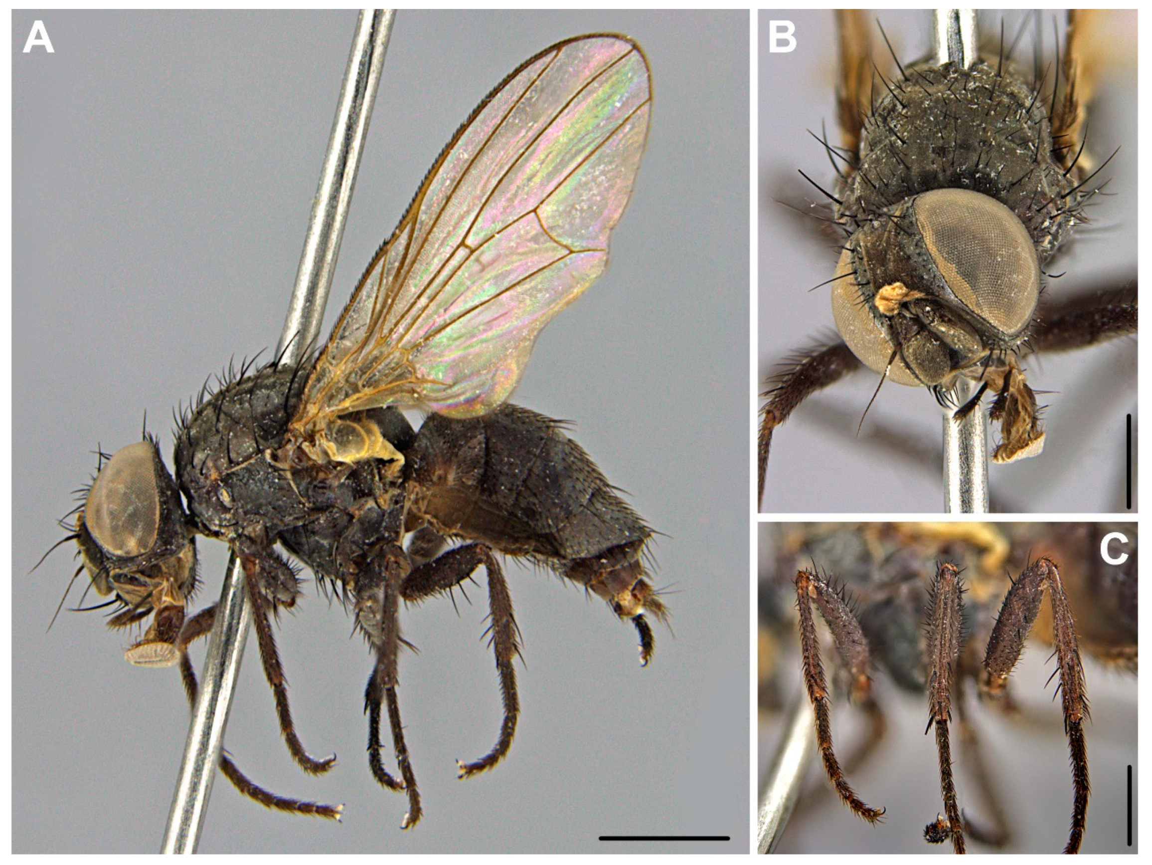 Insects 12 00381 g005