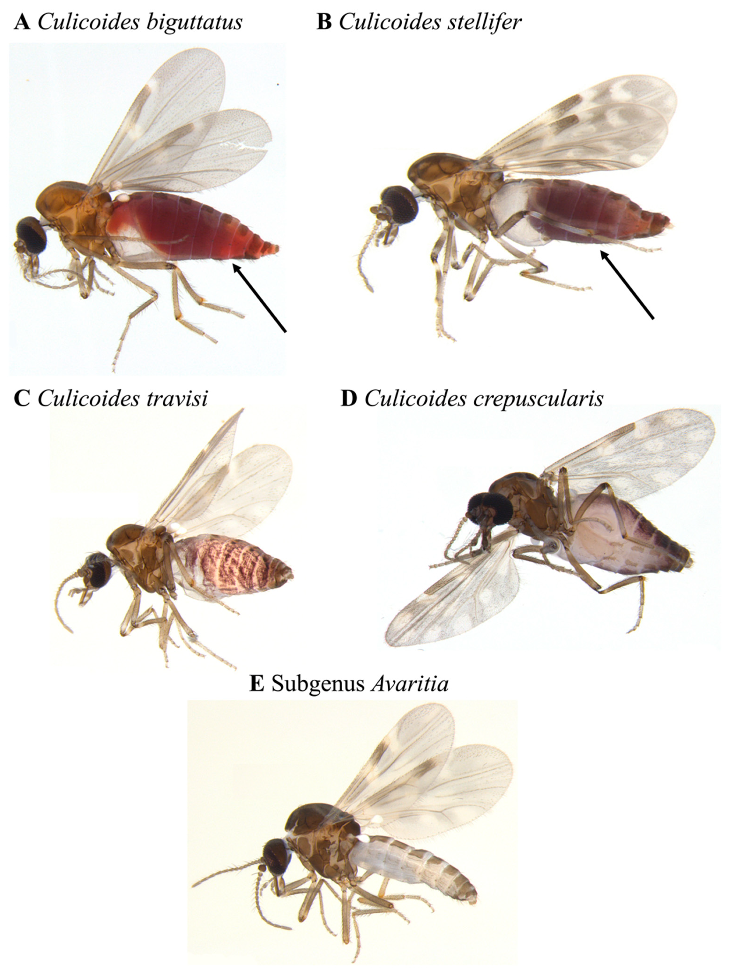 Insects 12 00401 g003