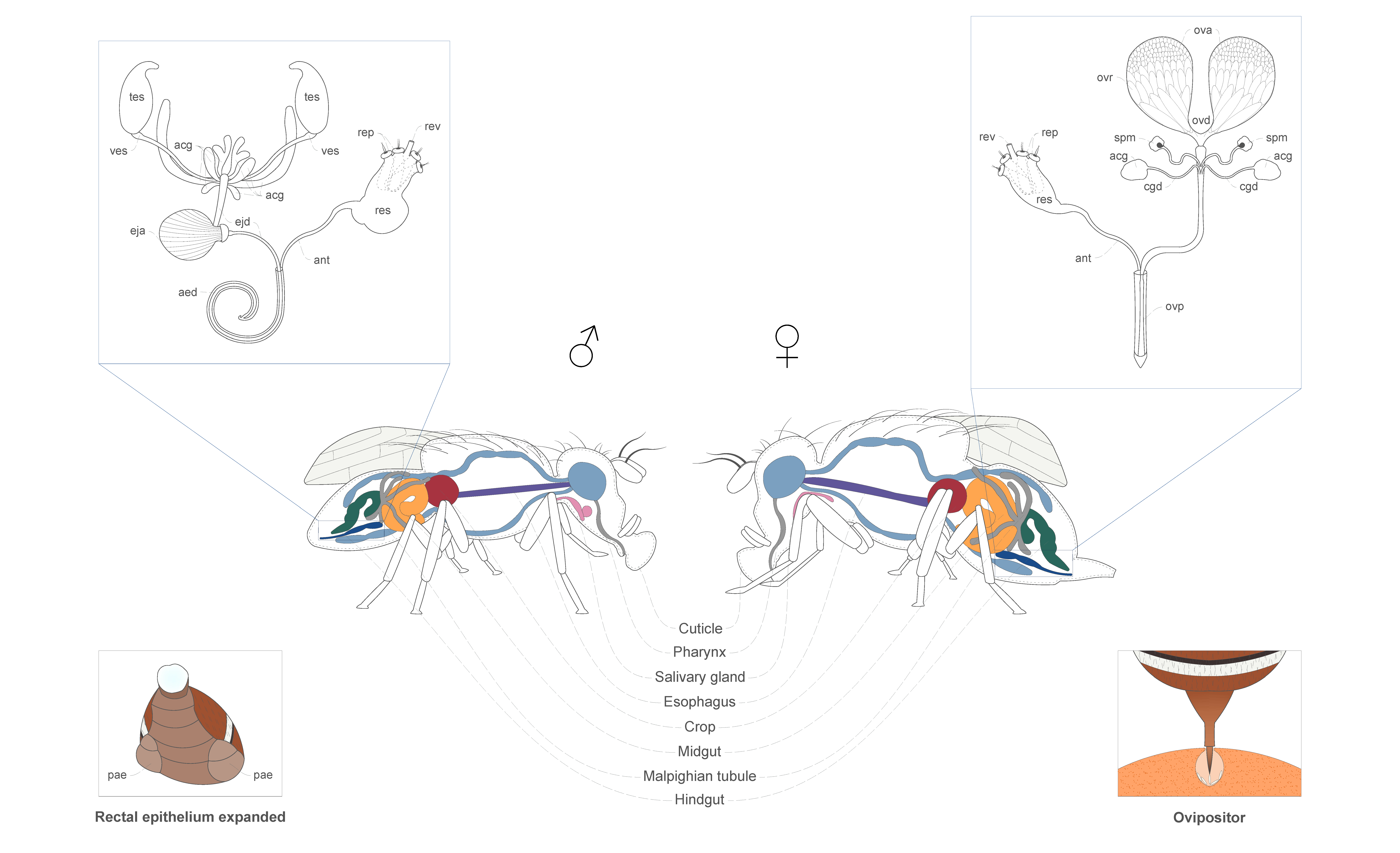 Insects 12 00408 g003