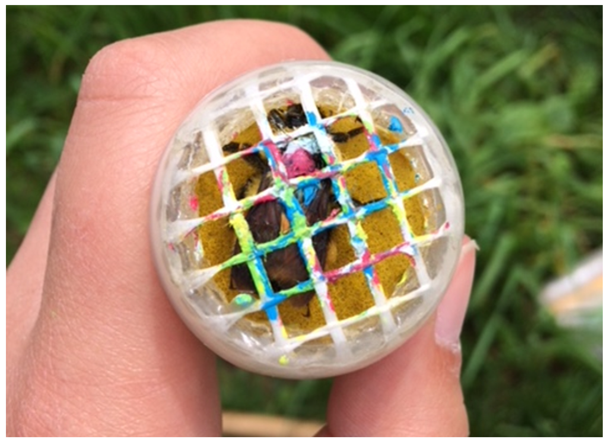 Insects 12 00421 g002