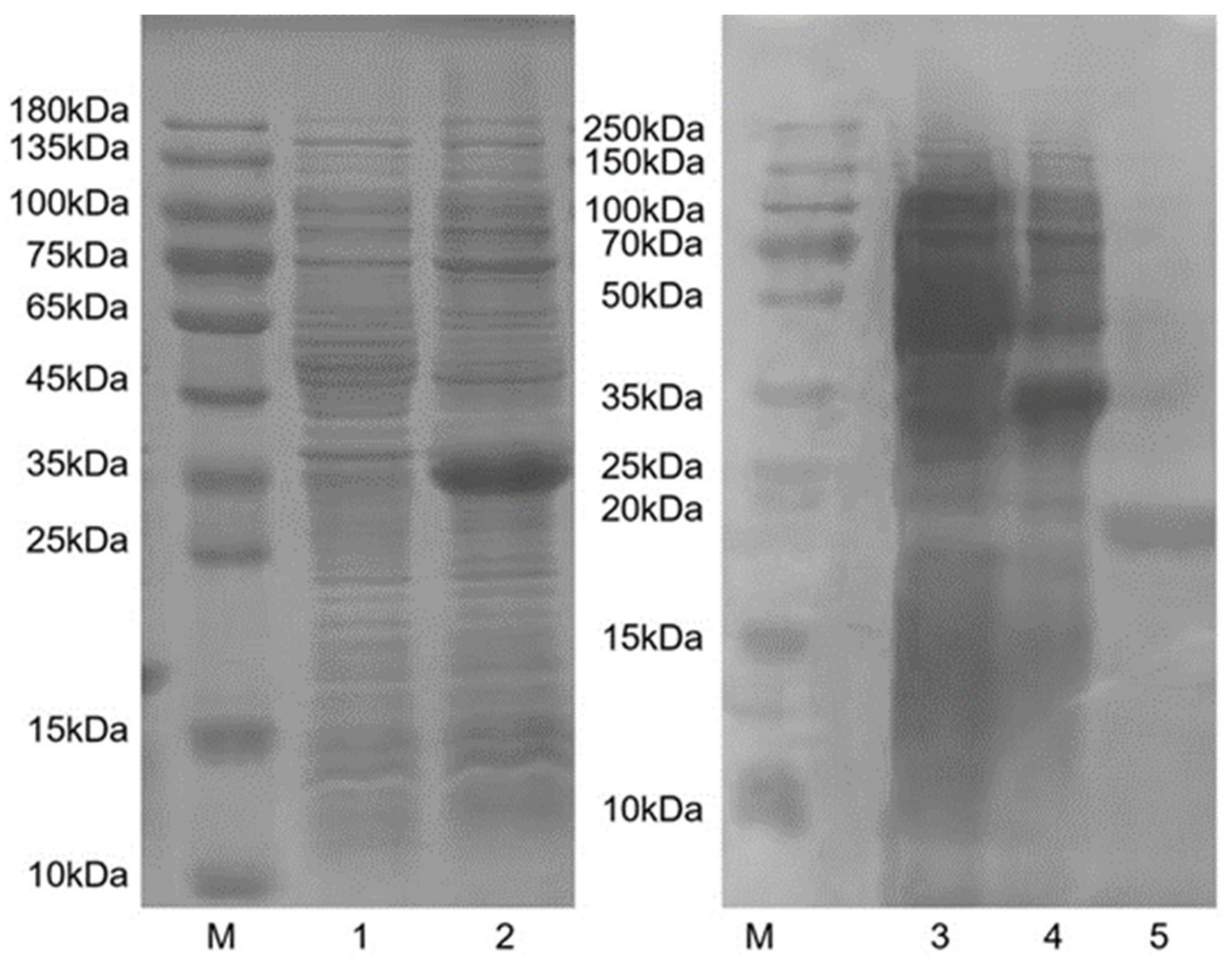 Insects 12 00430 g004 Insects 12 00430 g004