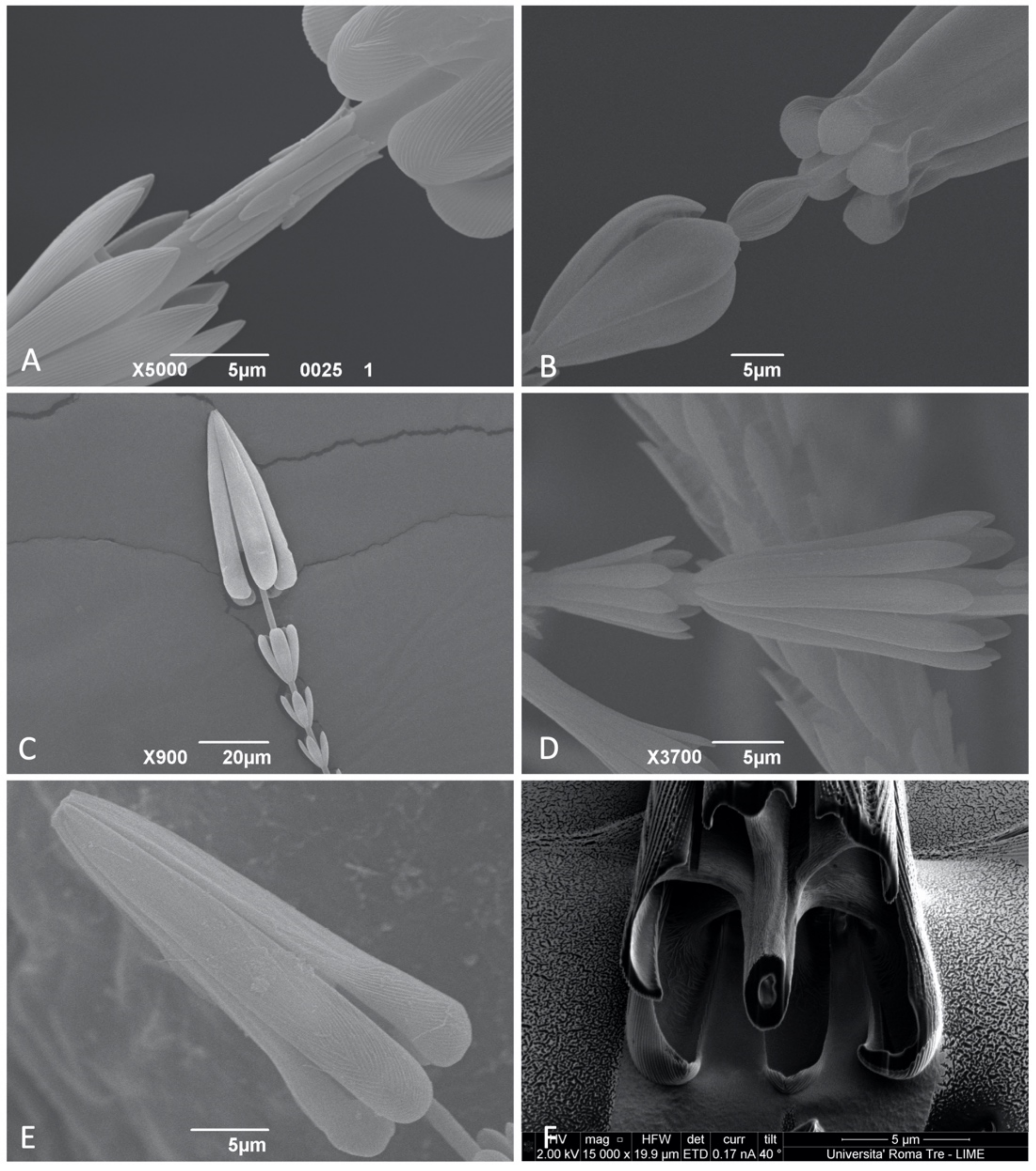 Insects 12 00436 g003 Insects 12 00436 g003