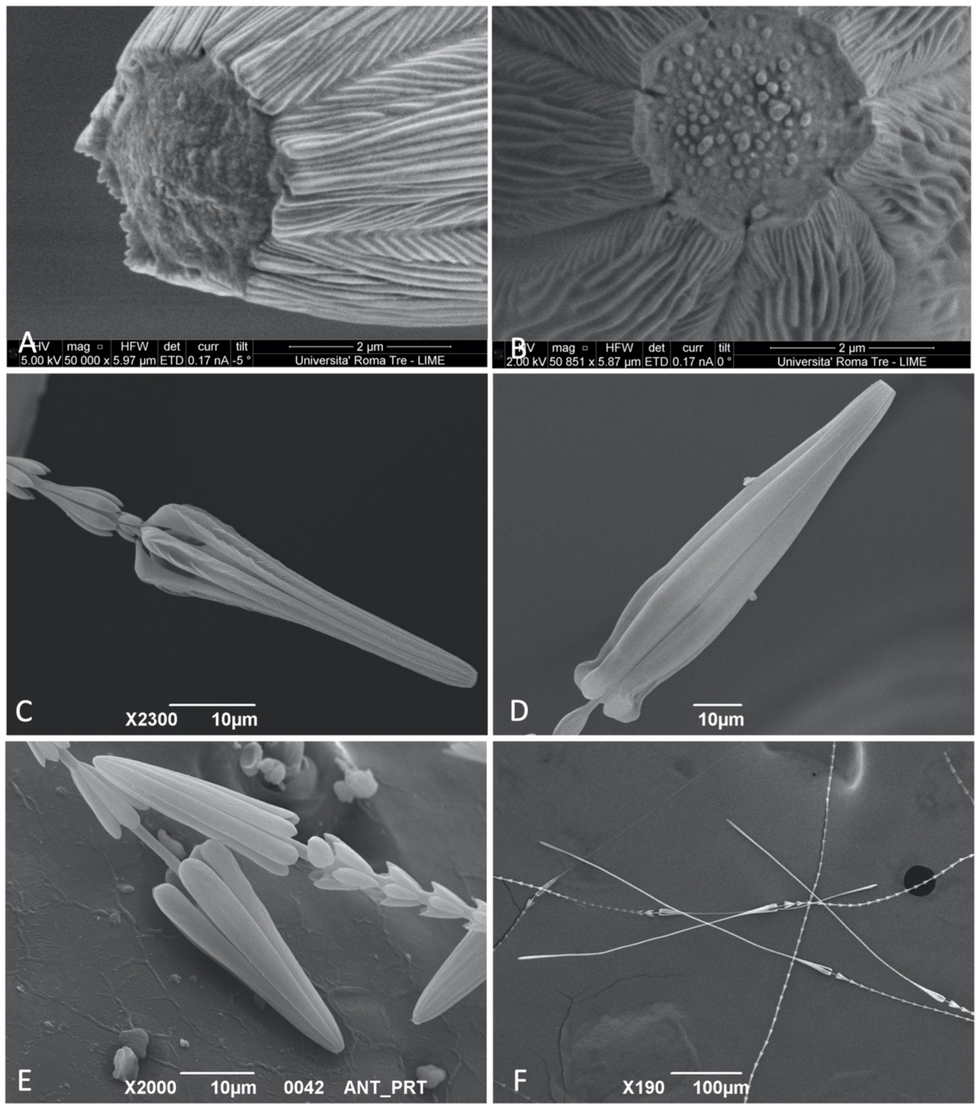 Insects 12 00436 g004 Insects 12 00436 g004