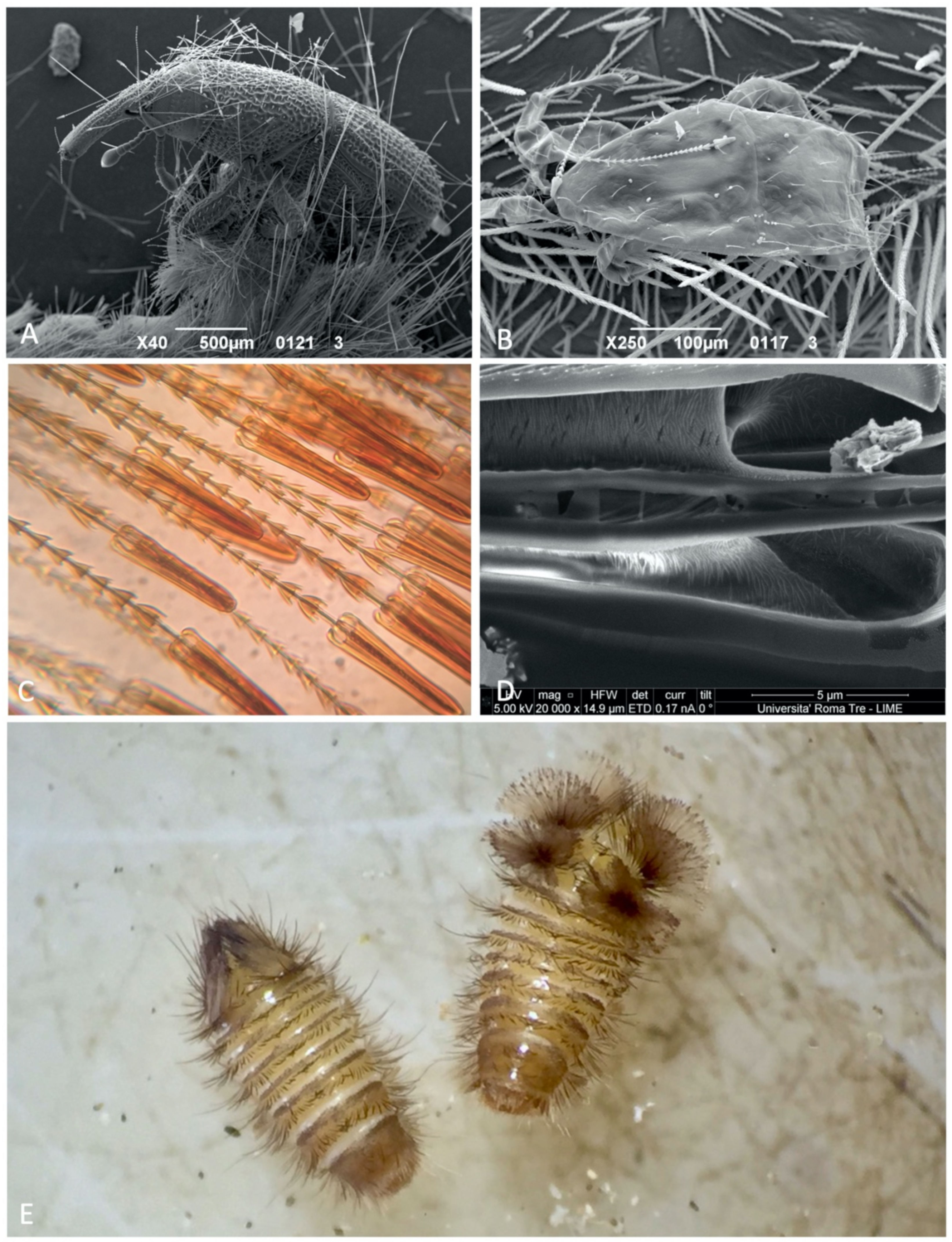 Insects 12 00436 g005 Insects 12 00436 g005