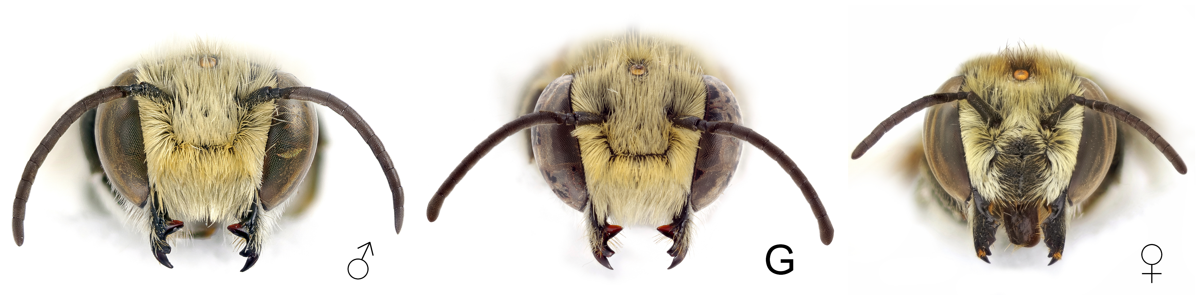 Insects 12 00437 g003 Insects 12 00437 g003