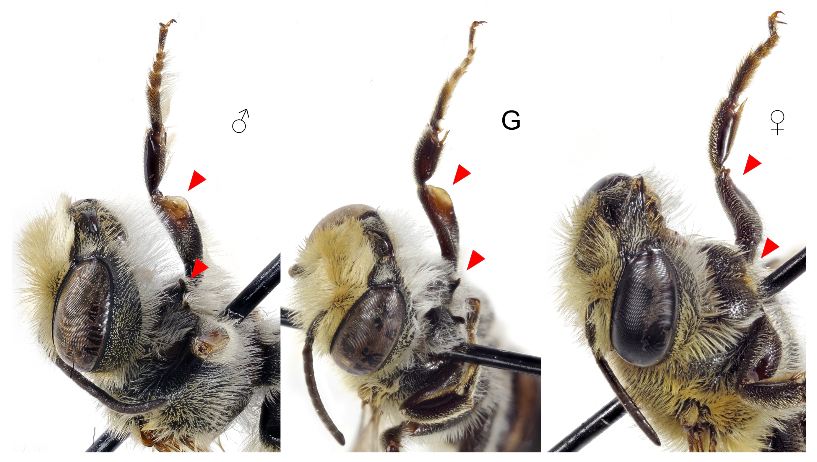 Insects 12 00437 g004 Insects 12 00437 g004