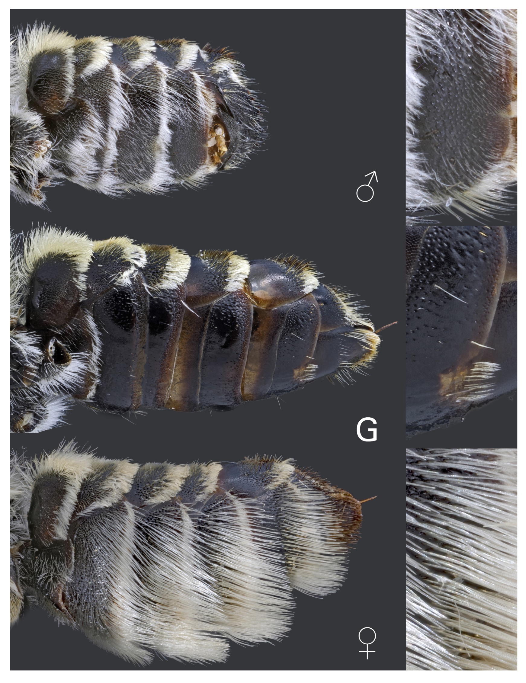 Insects 12 00437 g005 Insects 12 00437 g005