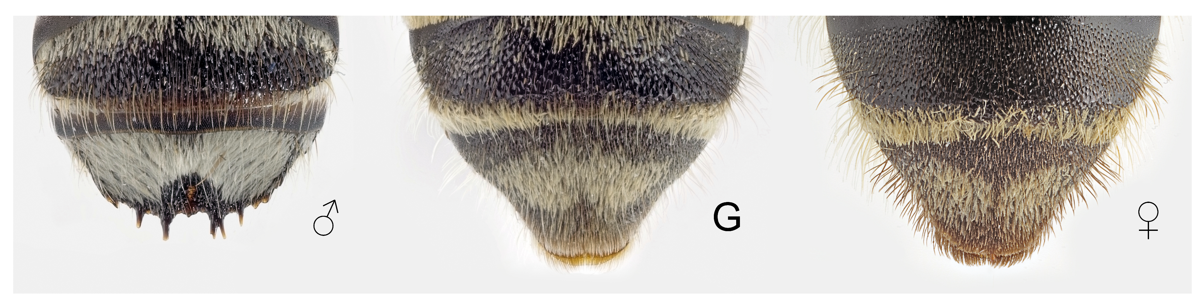 Insects 12 00437 g006 Insects 12 00437 g006